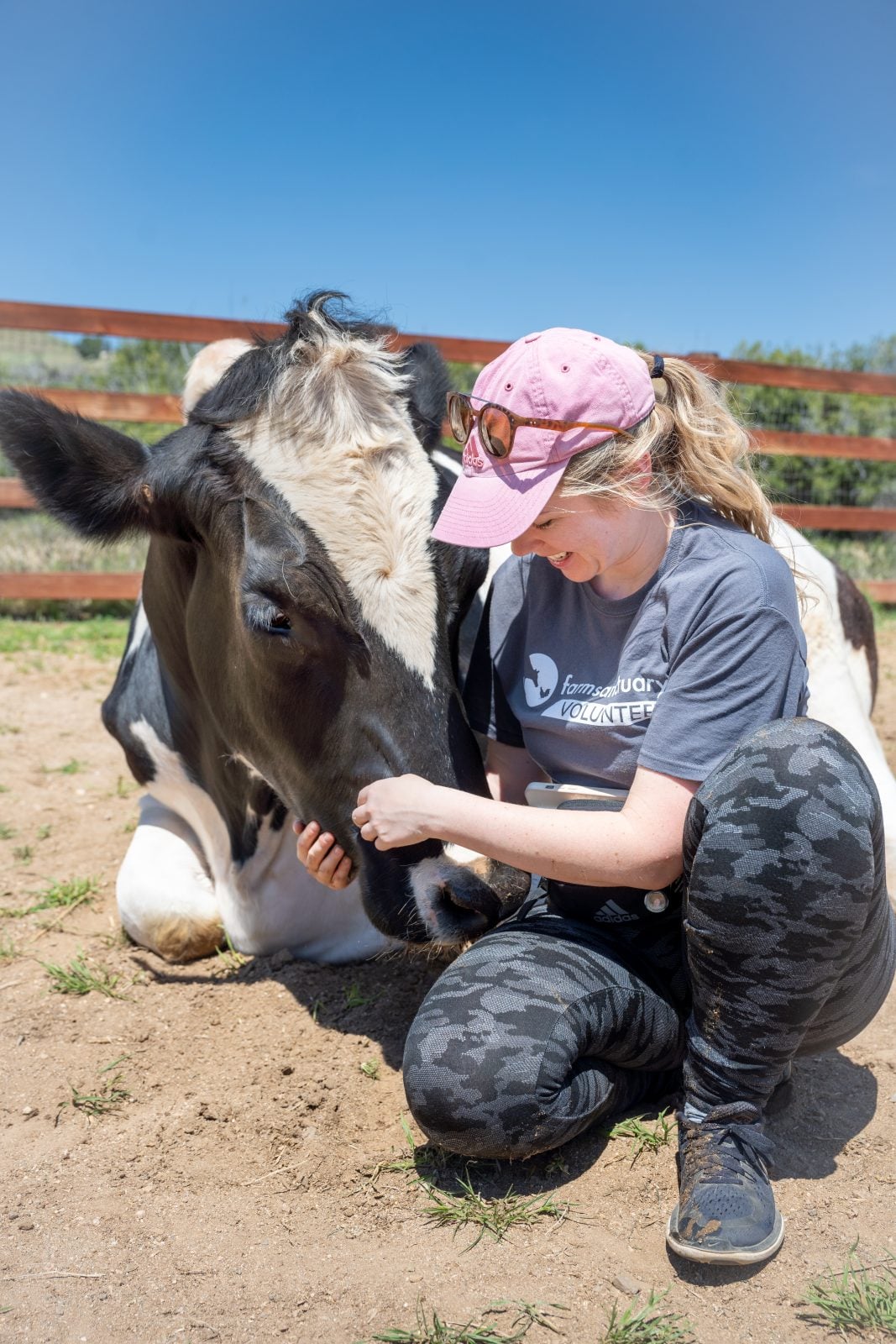 A volunteer hugs that face of a rescued cow at Farm Sanctuary