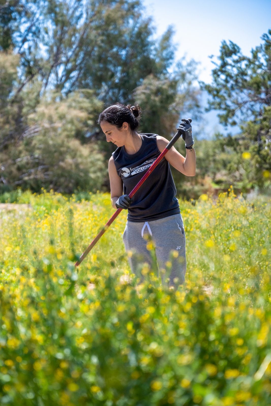 Volunteer working in long grass pasture at Farm Sanctuary, with trees in background