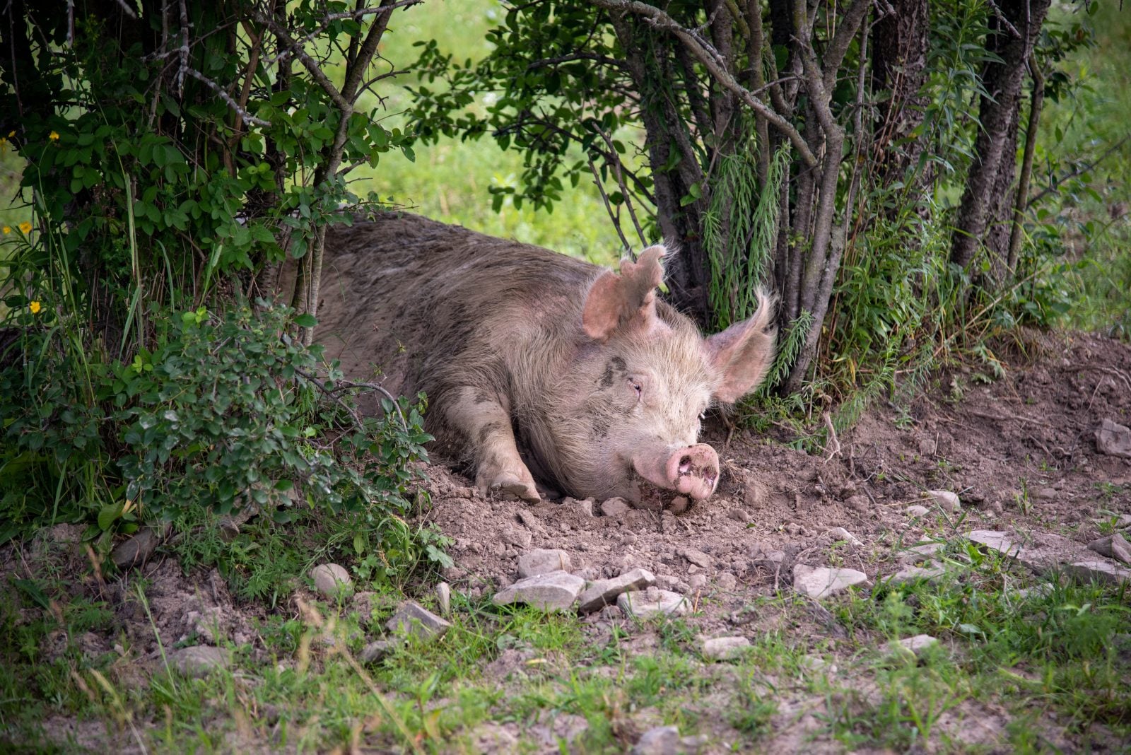 Rescued pig Lola naps in dirt and pasture between two bushes