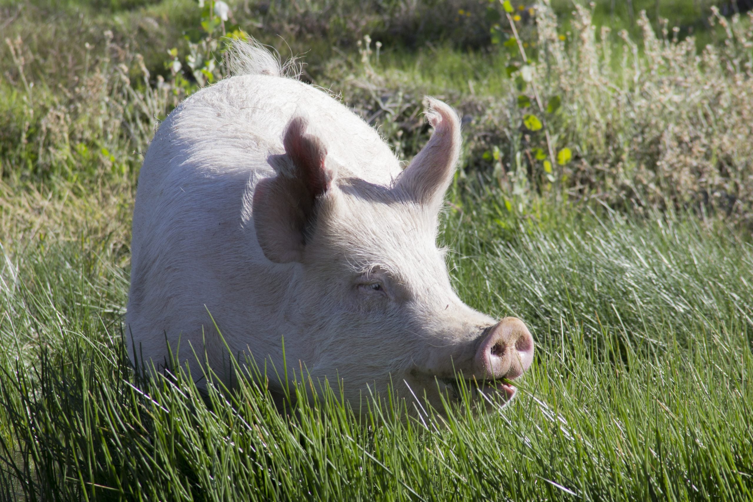 Rescued pig Lola stands in tall pasture grass