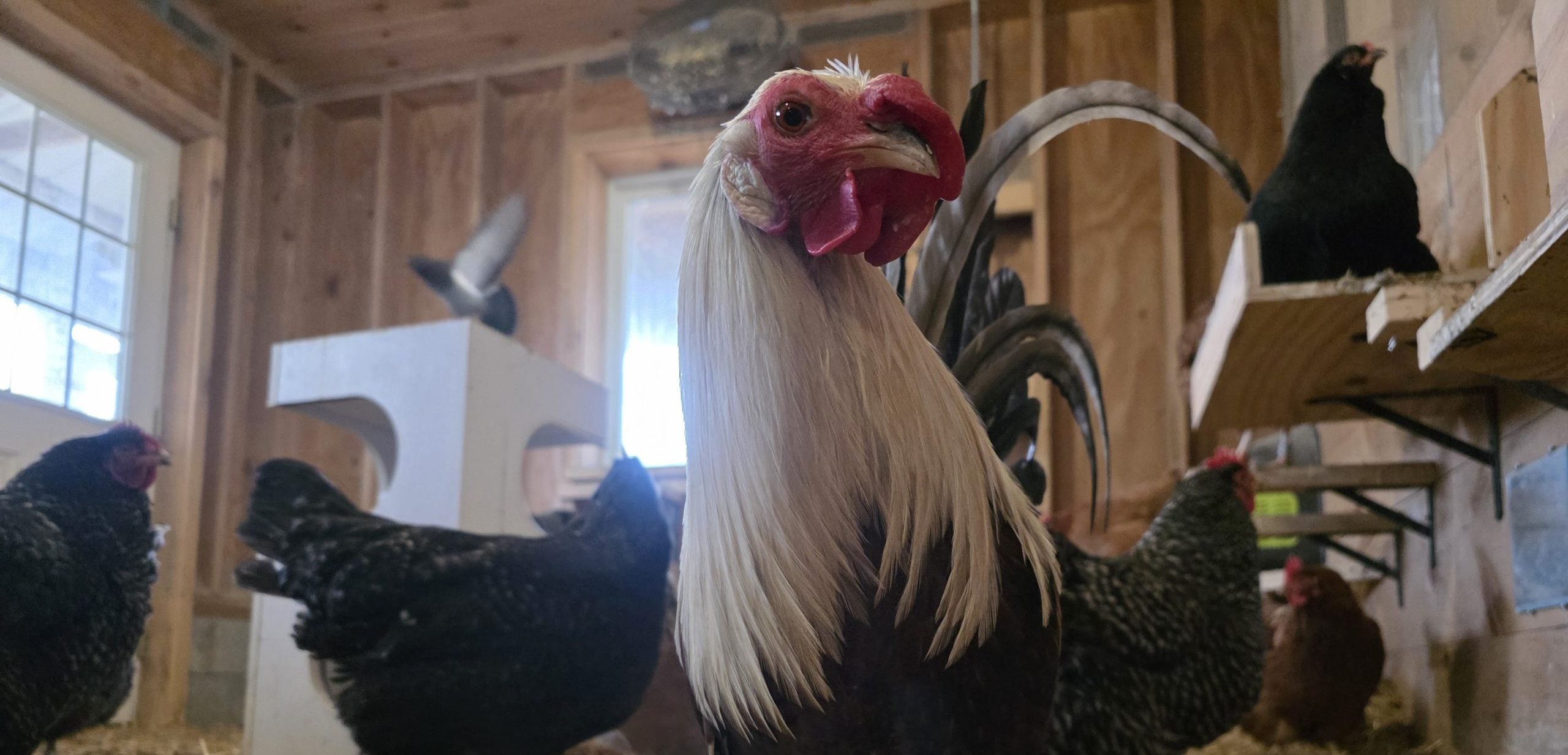 Creamsicle was Saved from Cockfighting. Now, He’s Dancing with Friends.