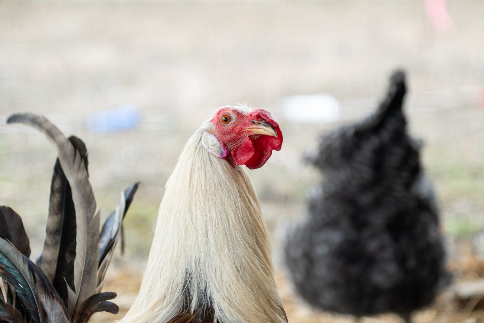 Close-up profile of rescued rooster Creamsicle with hen in background