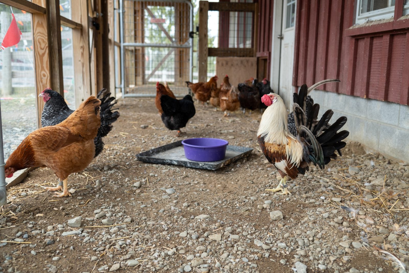 Rescued rooster Creamsicle stands in large barn coop with hens at Farm Sanctuary
