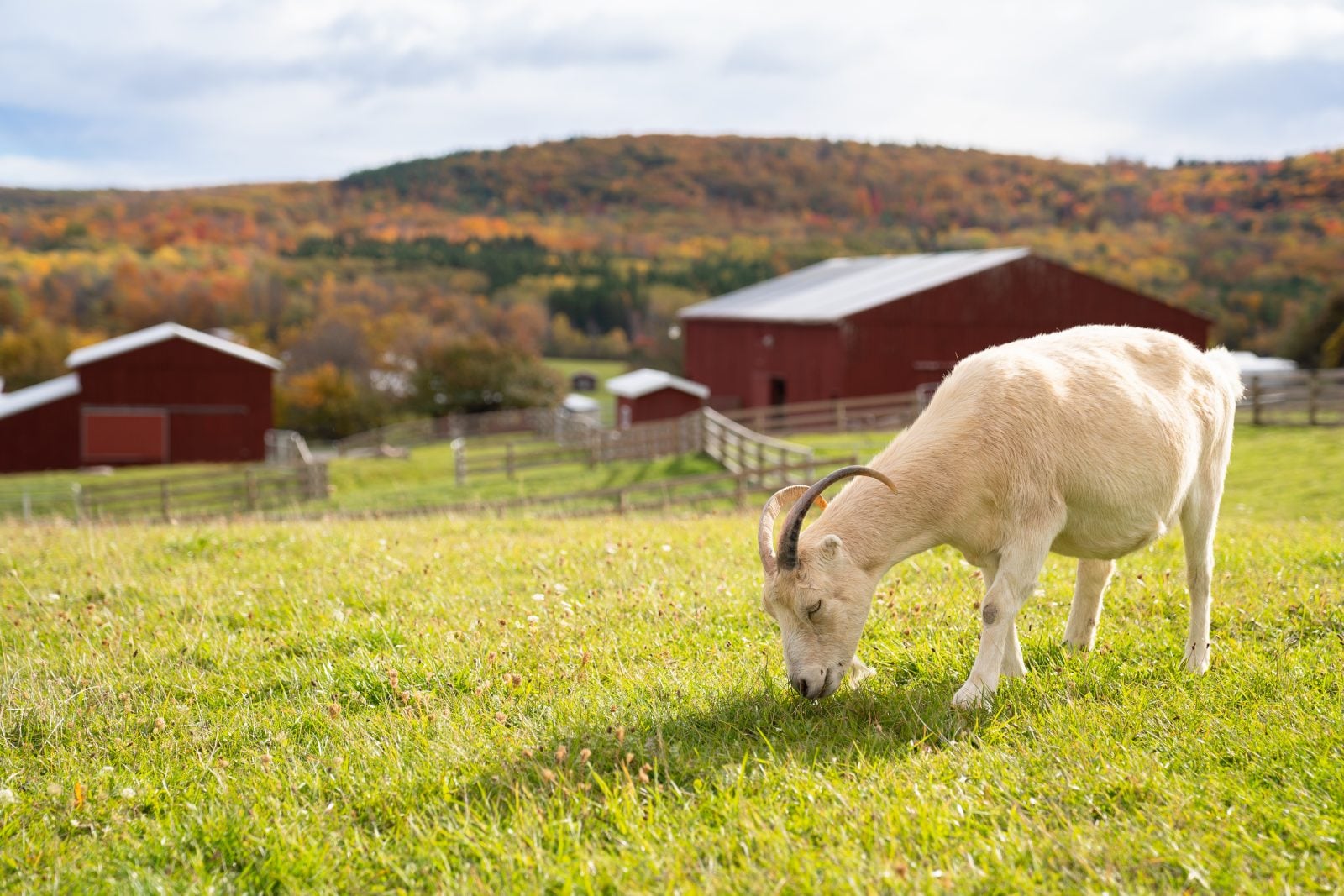 Rescued goat Tatiana grazes in green pasture, with red barns and fall foliage in background
