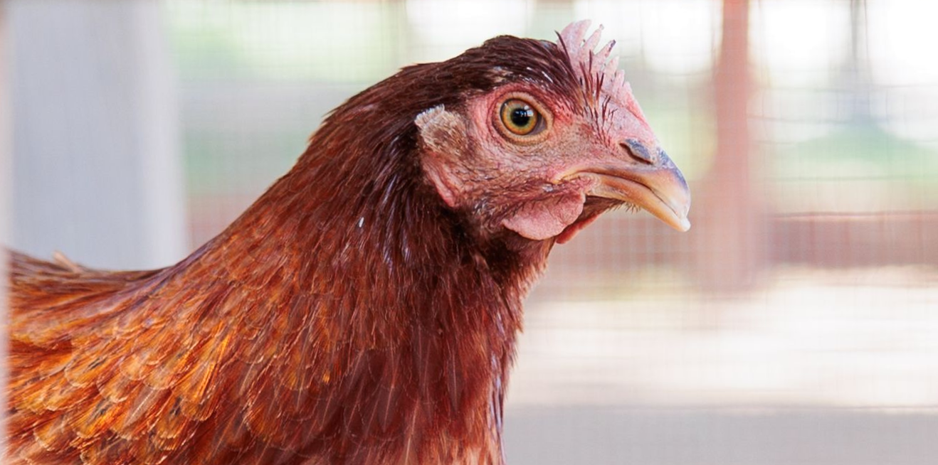 Profile of rescued hen Billie Eilish, close to camera, at Farm Sanctuary