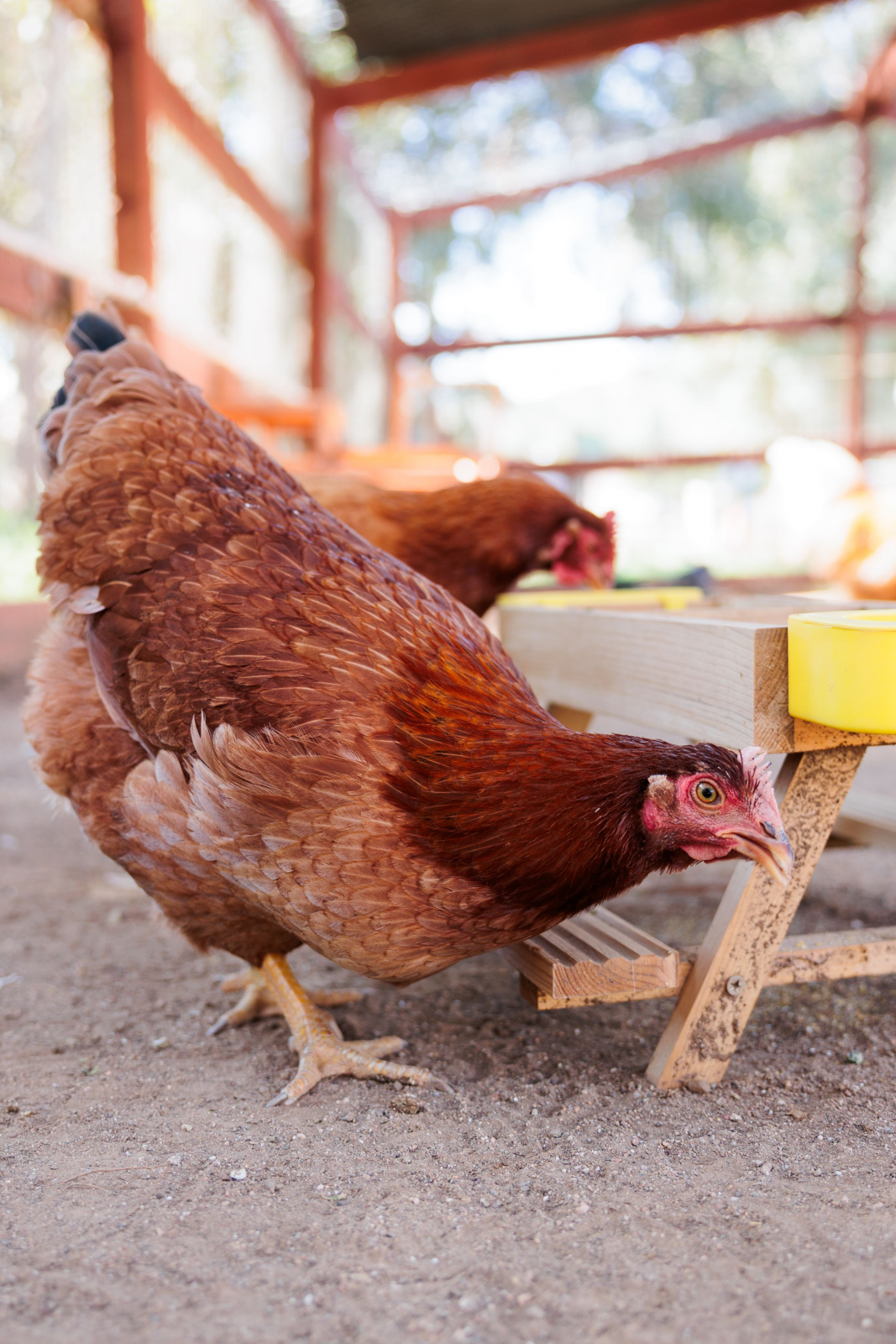 Rescued hen Billie Eilish stands next to wooden perch and another hen in barn at Farm Sanctuary