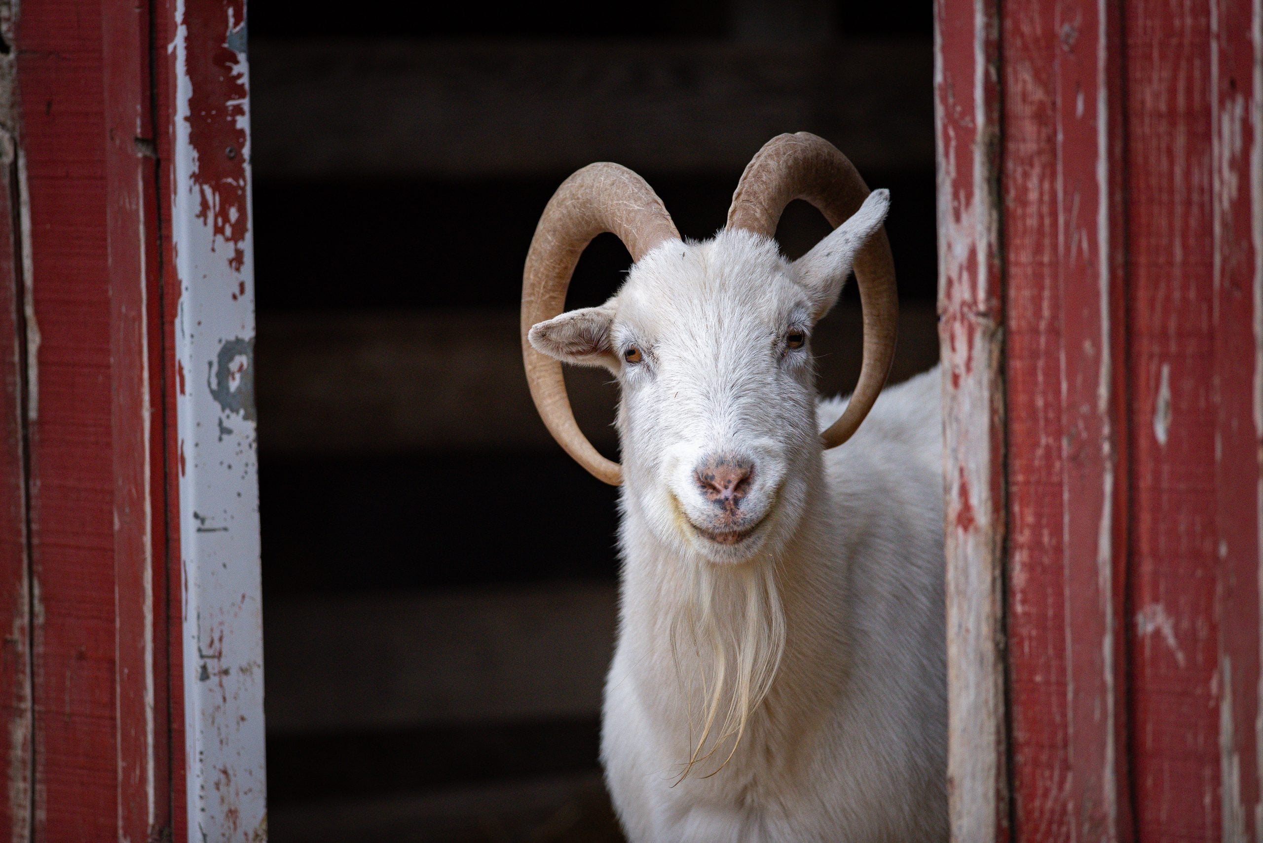 Rescued goat Jake looks out from red barn at Farm Sanctuary