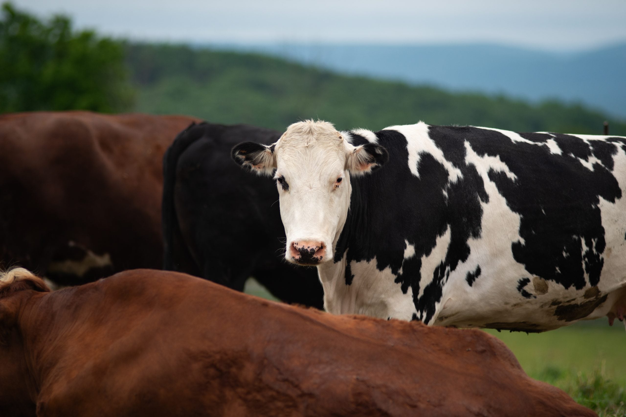 Rescued cow Olive stands among herd in front of trees at Farm Sanctuary