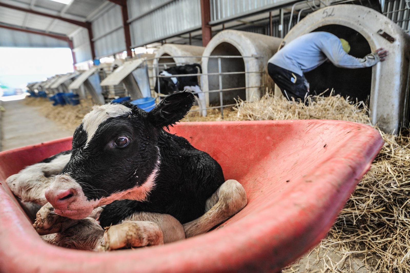 Still wet from birth, a newborn calf at a dairy farm lies in a wheelbarrow before being wheeled away from her mother and put into a veal crate at a dairy farm.