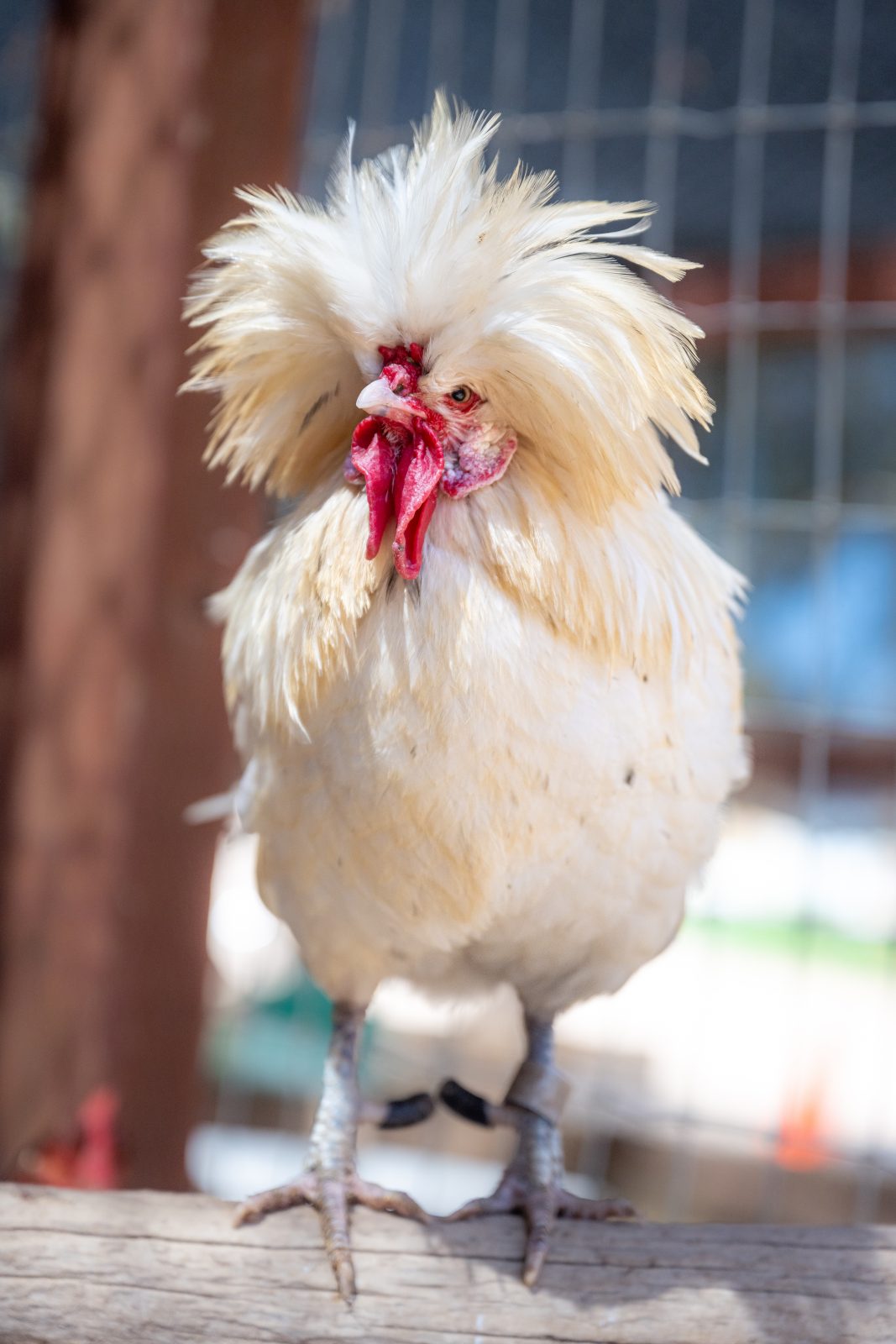 Rescued rooster David Bowie stands on wooden perch