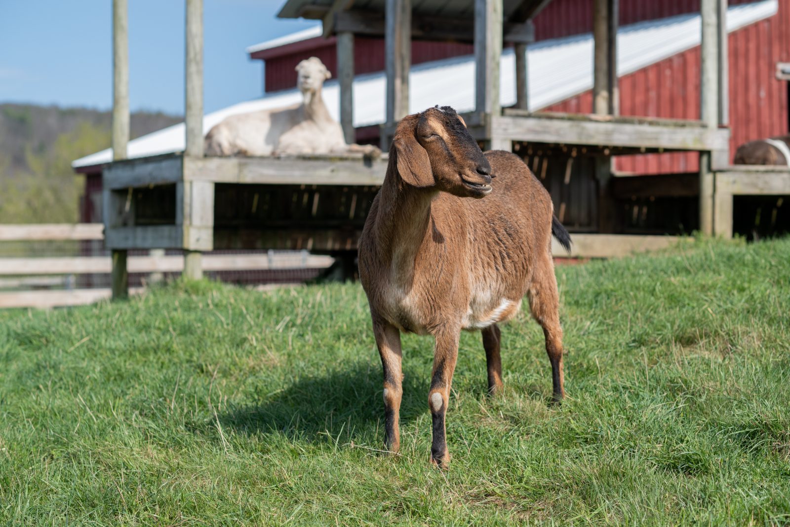 Rescued goat Halbert stands in pasture with another goat on a wooden play structure and a red barn in background