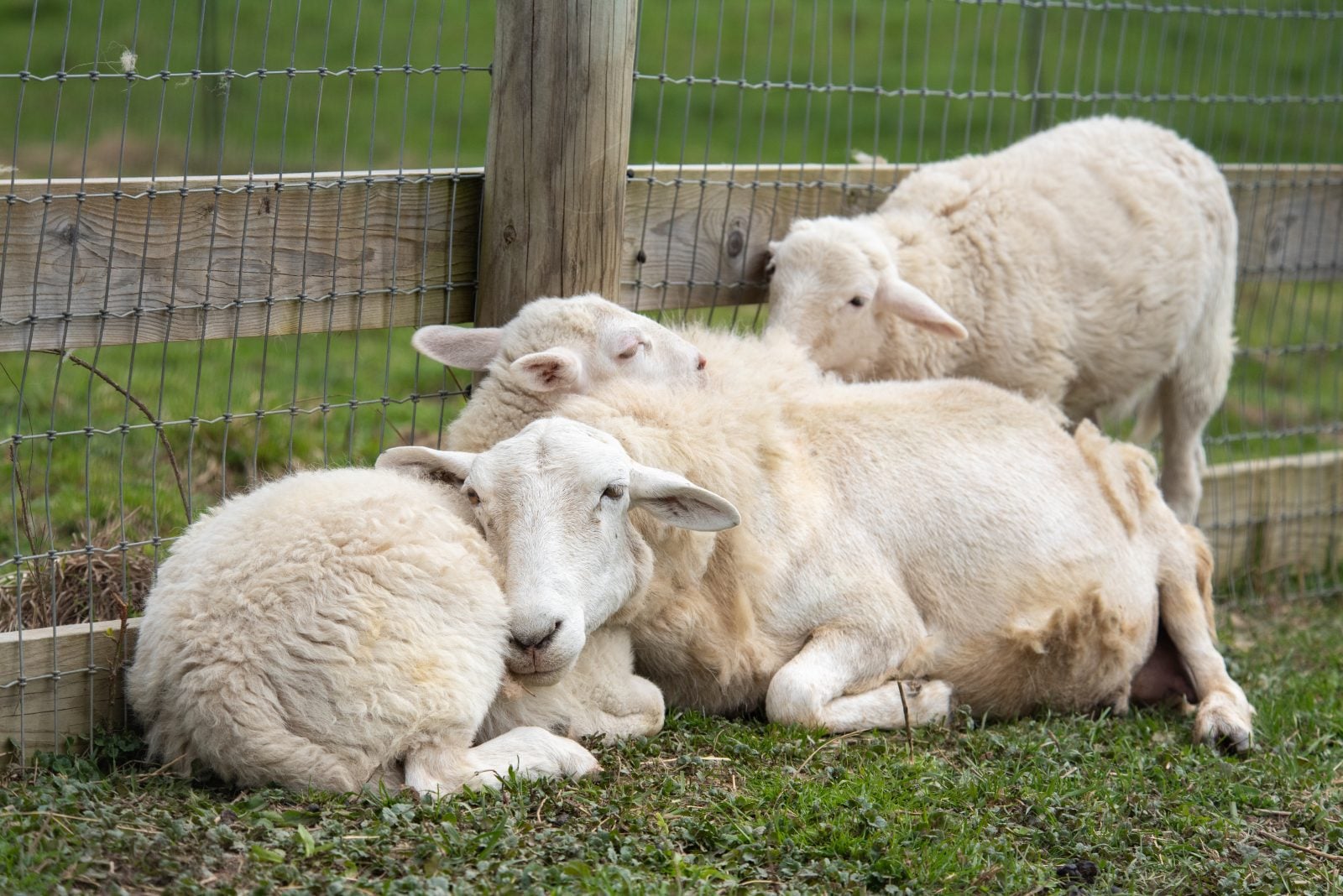 Rescued sheep Evie lies in pasture as she snuggles her twin lambs, Margaretta and Jeanne, at Farm Sanctuary