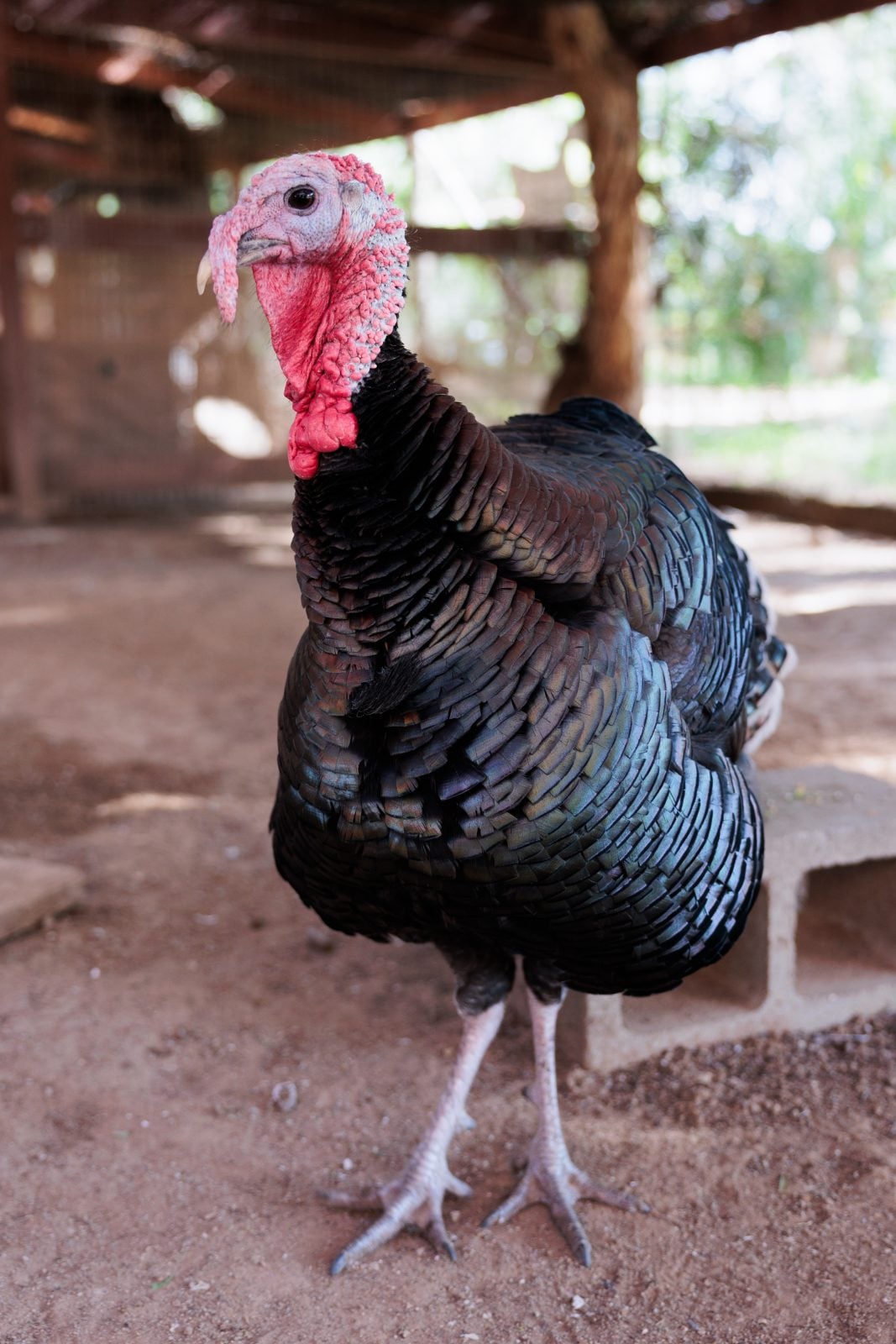 Rescued turkey Griffin stands in aviary at Farm Sanctuary
