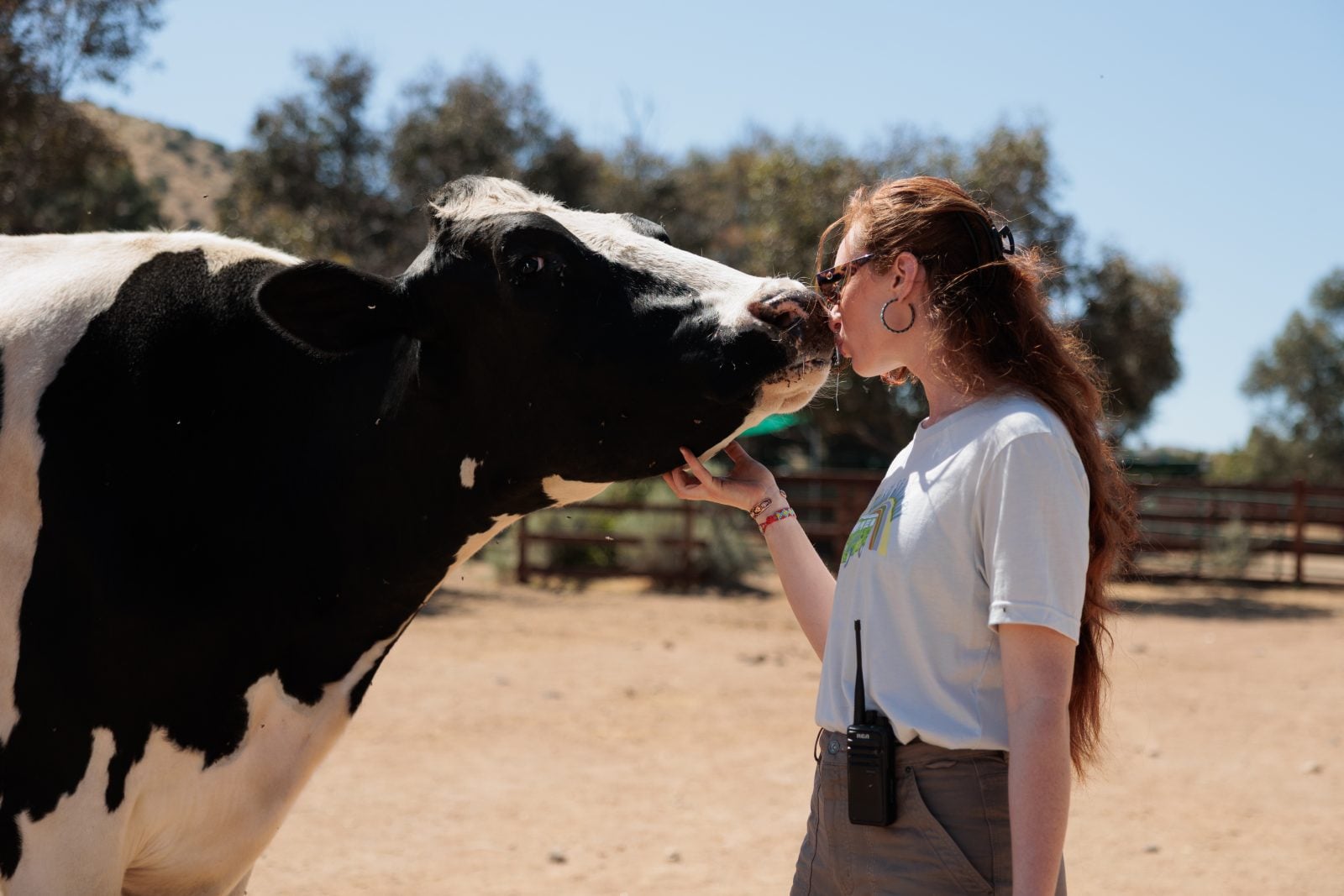 Farm Sanctuary staff Veronika kisses rescued cow Omi on nose at Farm Sanctuary