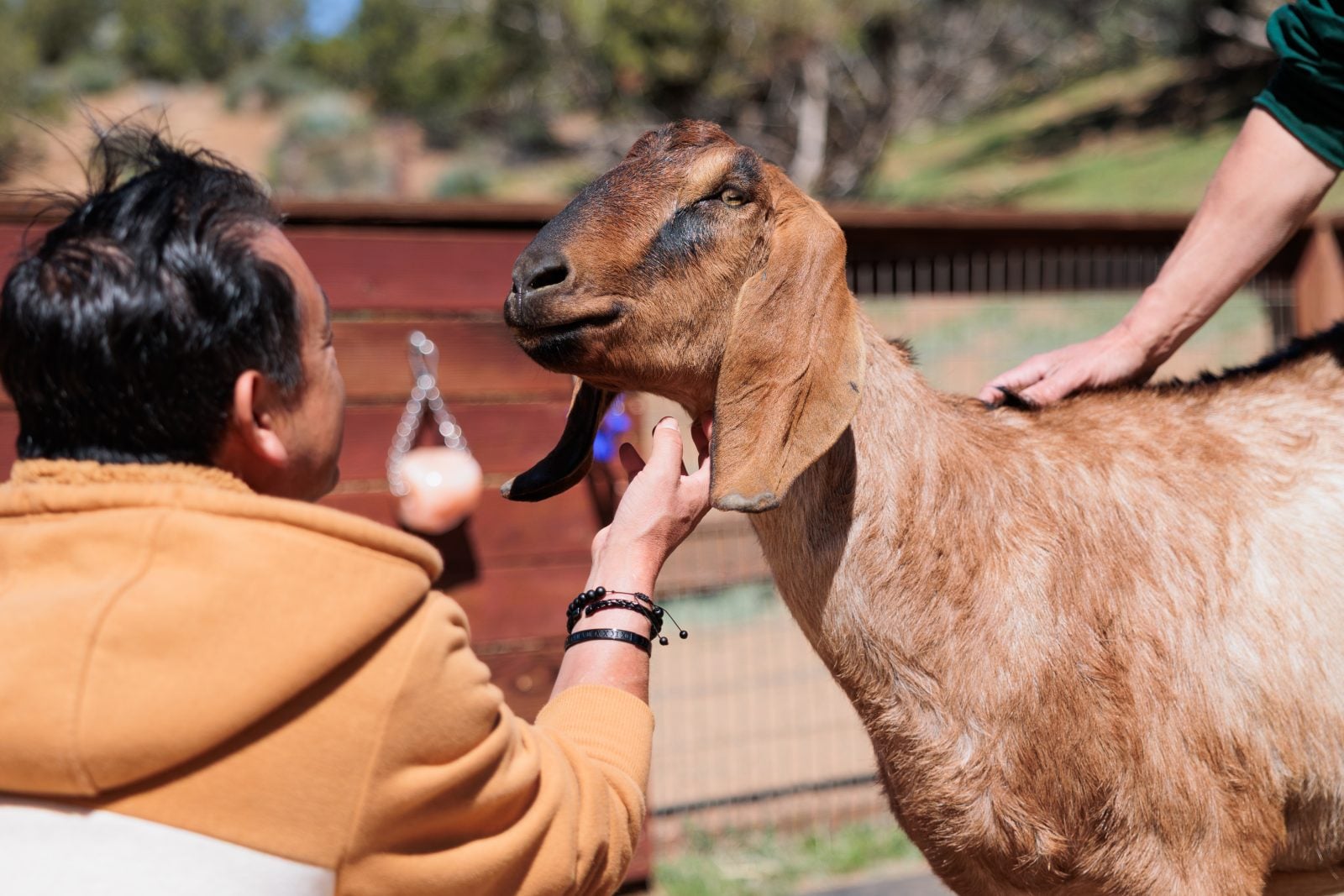 Taco goat is greeted by a former guardian visiting Farm Sanctuary