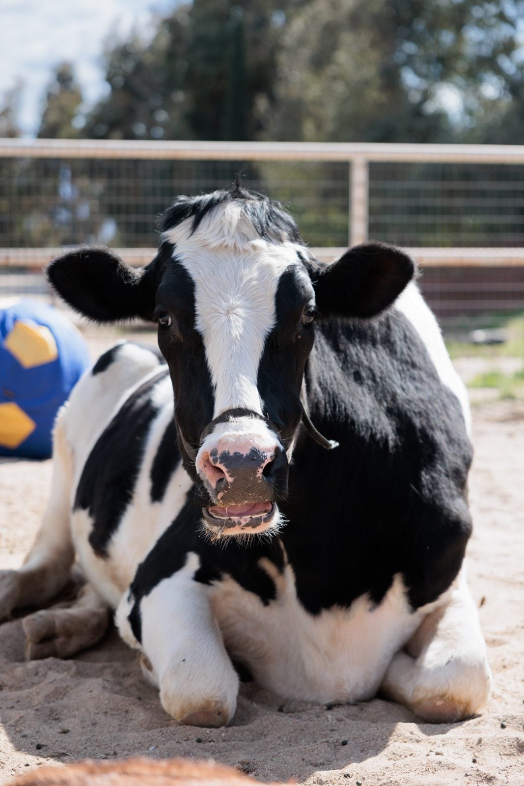 Rescued cow Omi lays down at Farm sanctuary