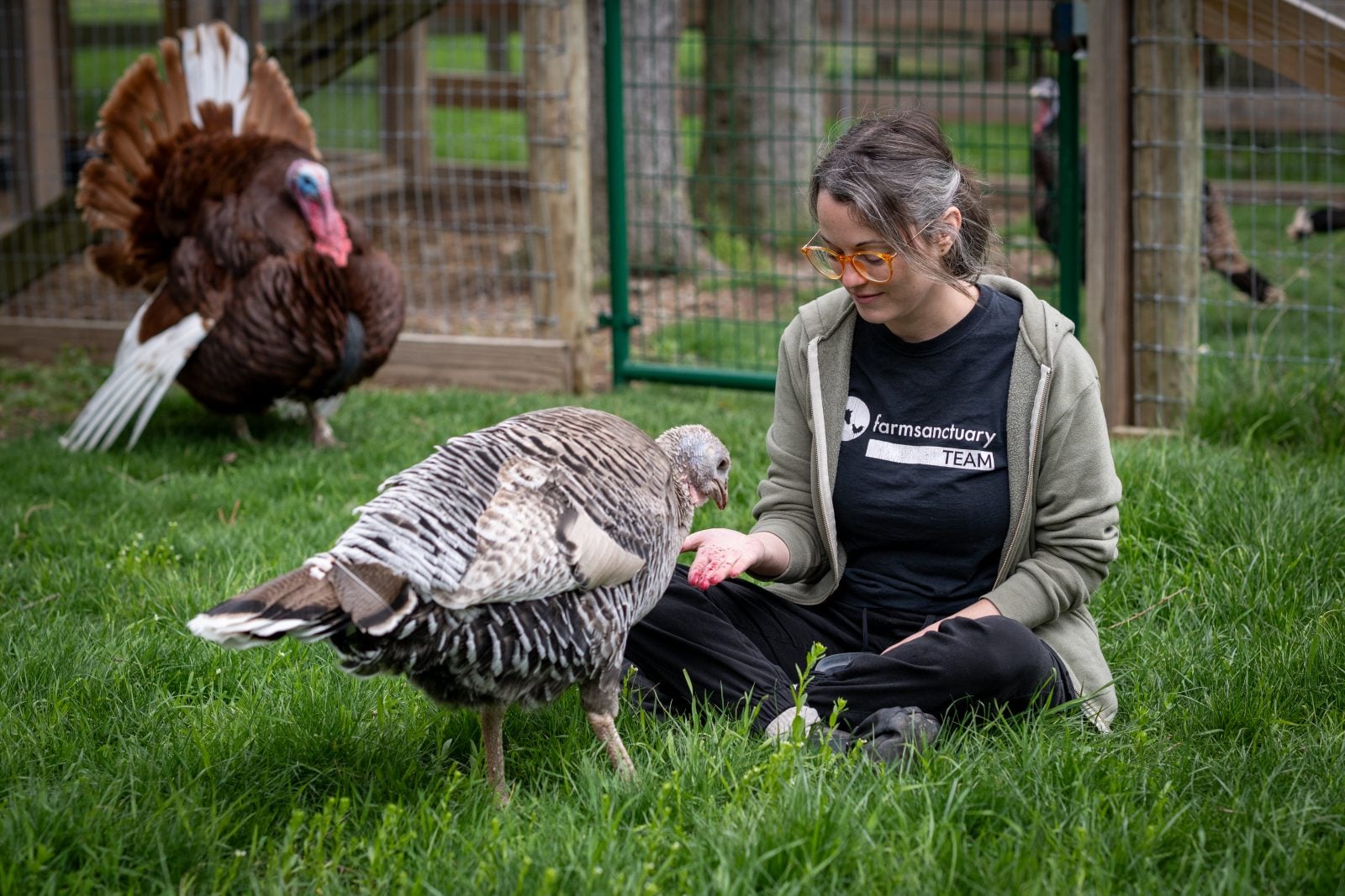 Farm Sanctuary caregiver Kayla hands food to rescued turkey Julie while sitting in grass