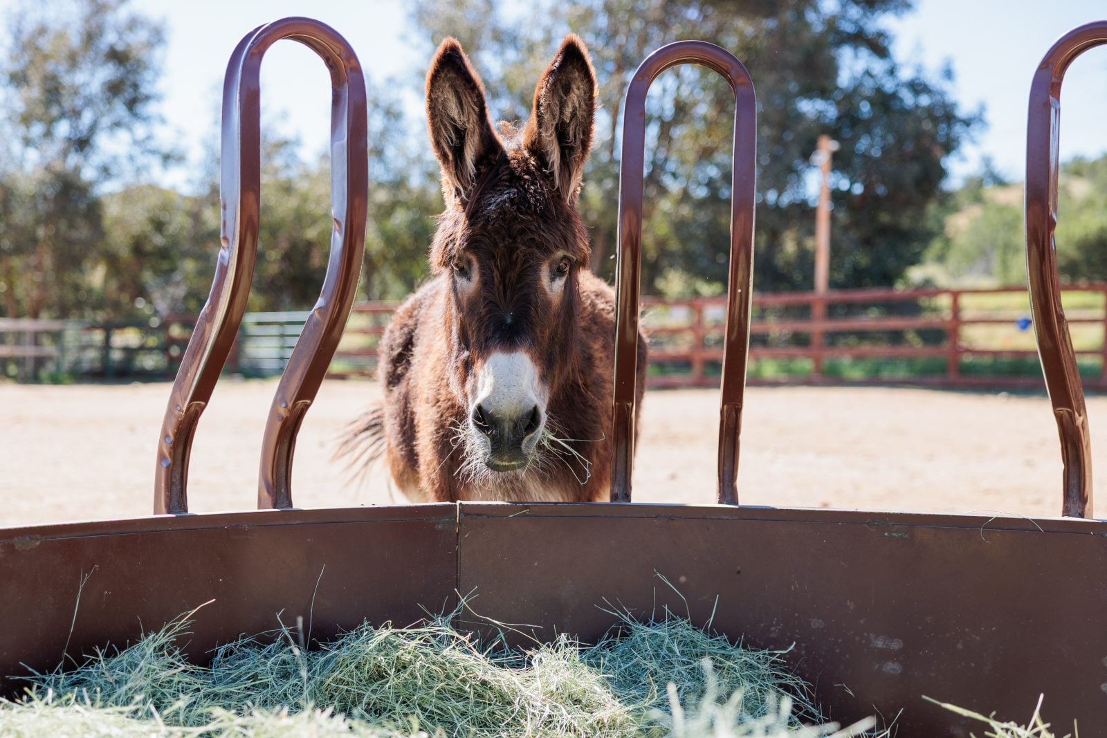 Rescue donkey Dixie stands behind hay feeder at Farm Sanctuary