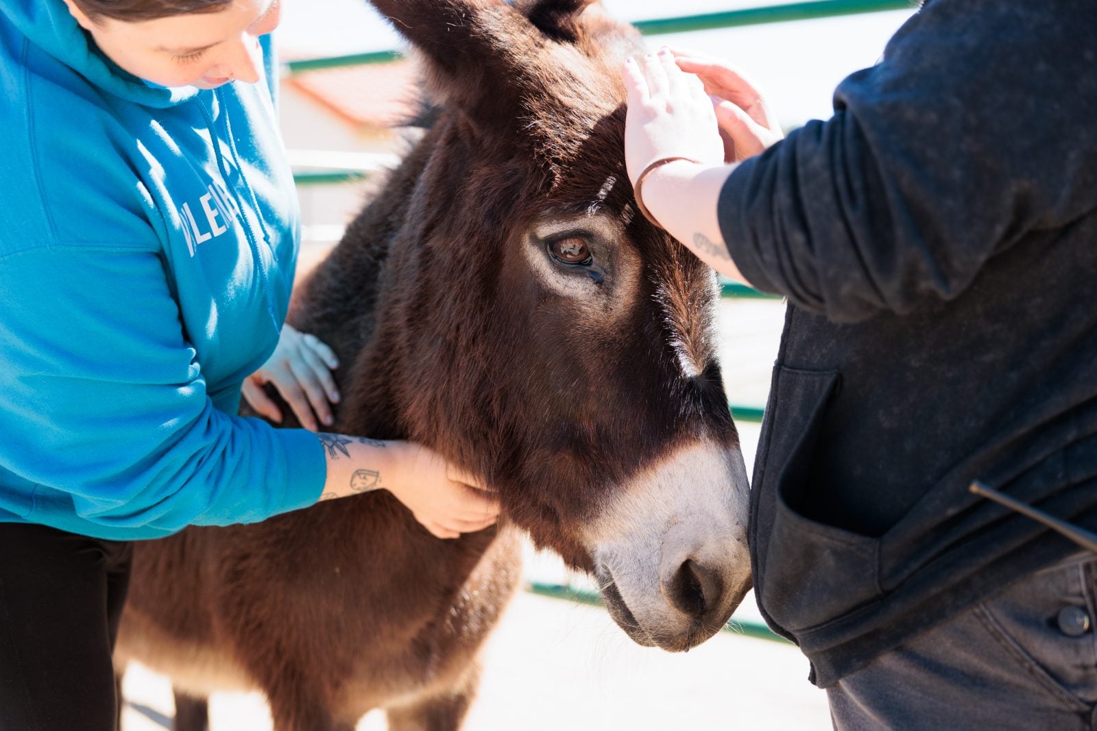 Rescue donkey Hope is pet by two visitors at Farm Sanctuary