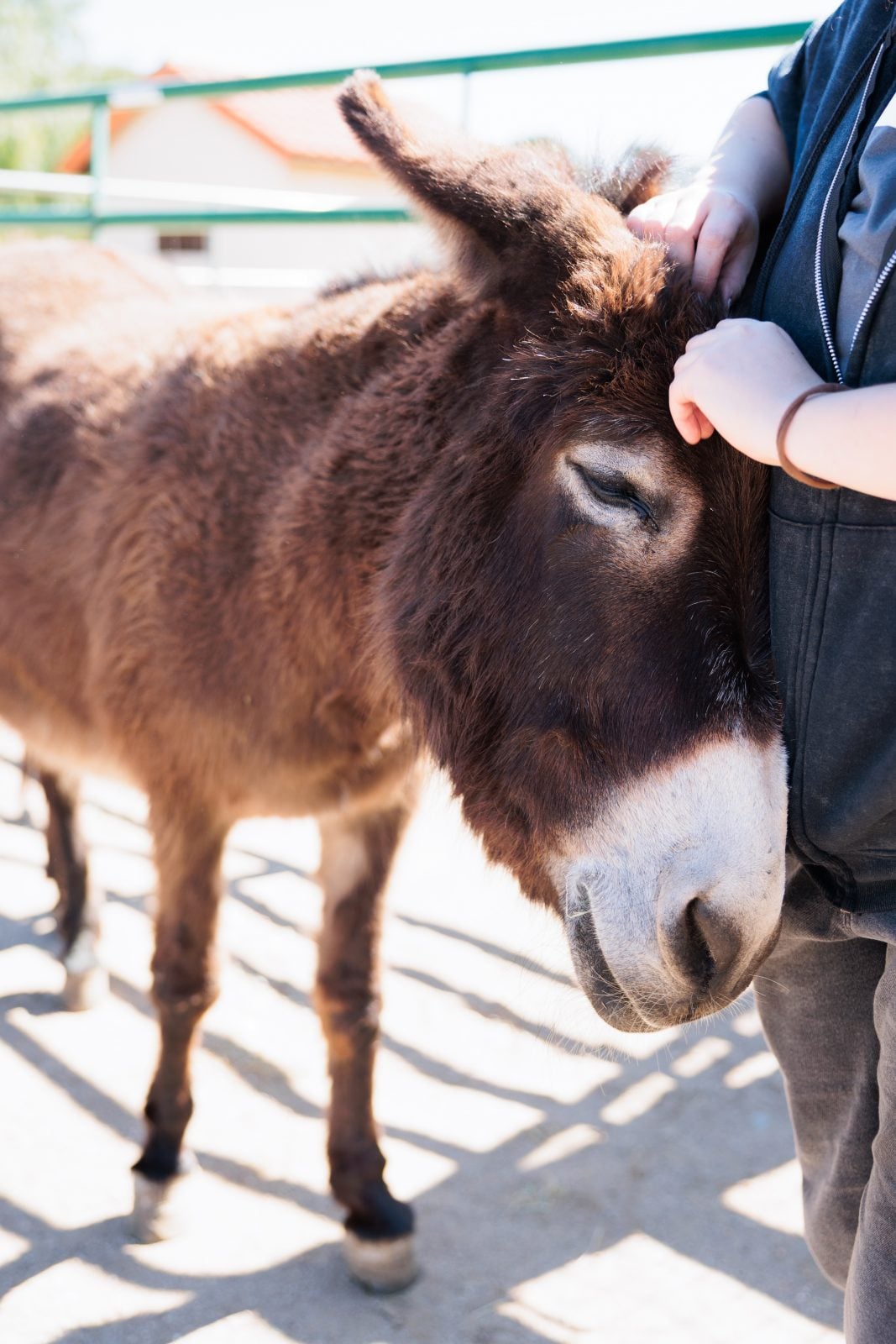 Rescue donkey Hope leans into pets from a visitor at Farm Sanctuary