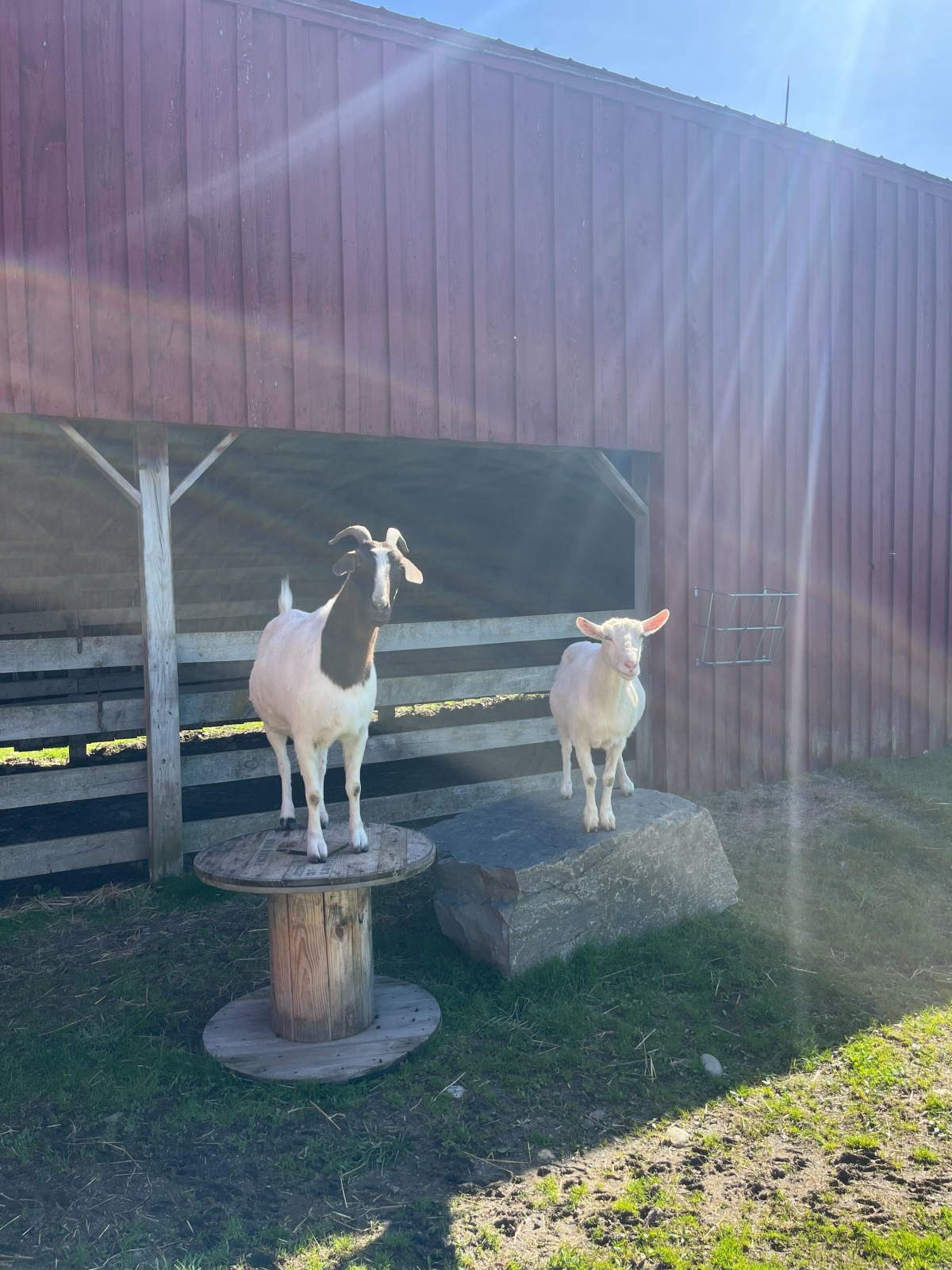 Brown and white goat stands on wooden stand next to white sheep on rock, with red barn in background at Farm Sanctuary