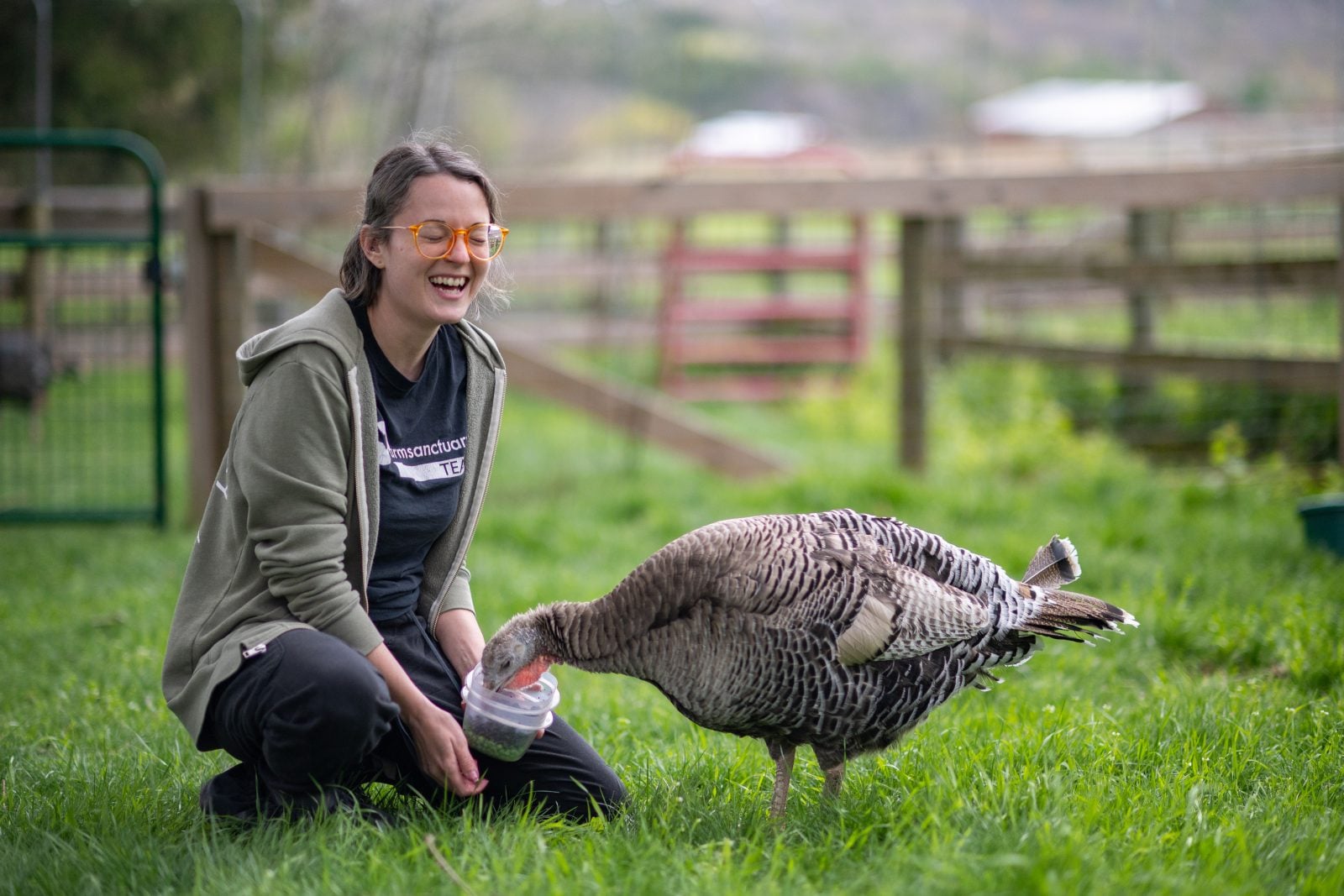 Farm Sanctuary caregiver Kayla laughs as she feeds rescued turkey Julie blueberries and peas in fenced pasture