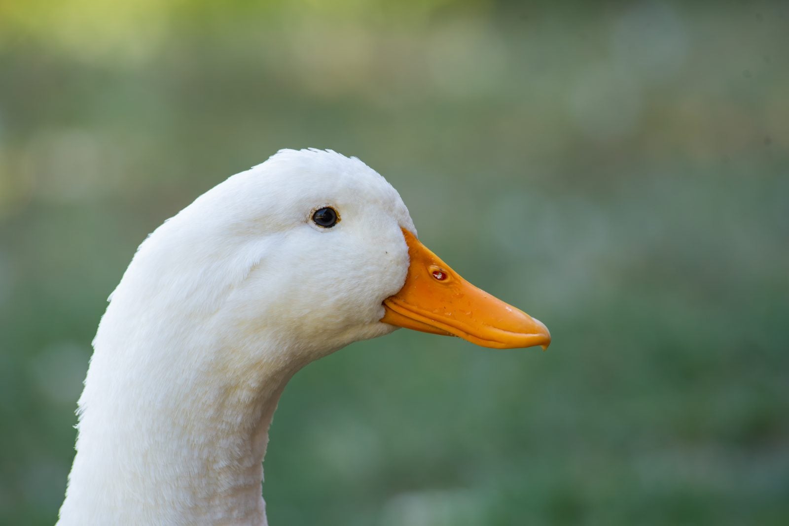 Close-up profile of white duck at Farm Sanctuary