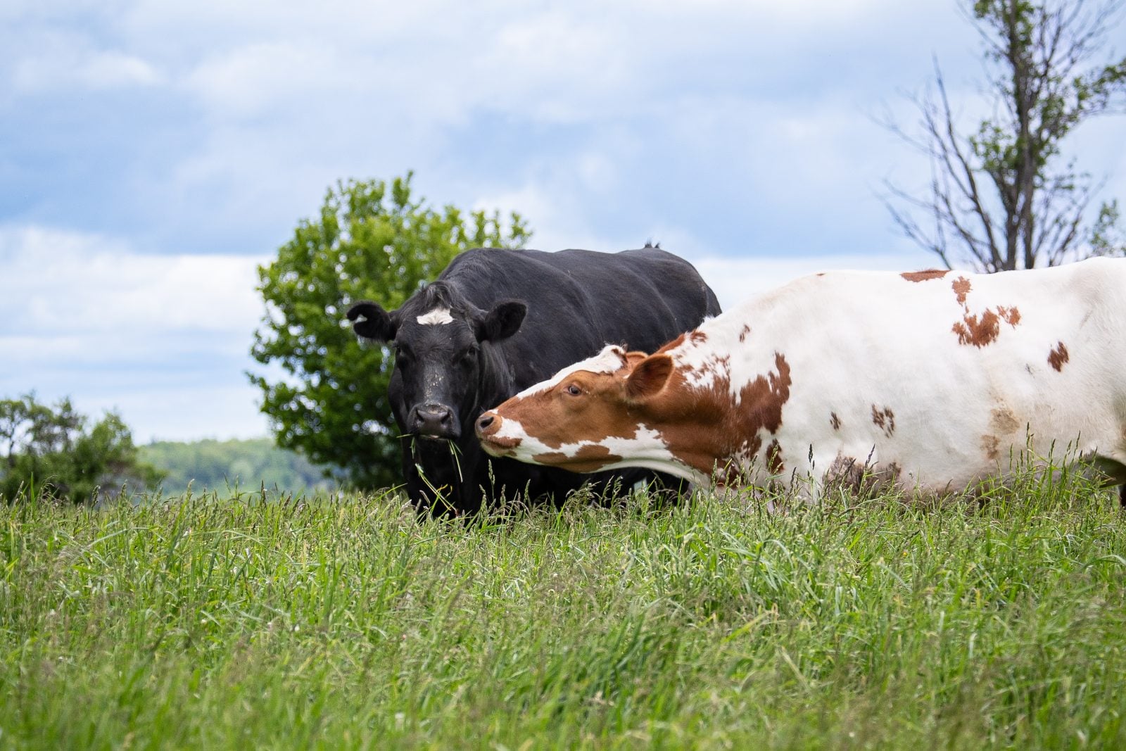 Two cows nuzzle in pasture at Farm Sanctuary