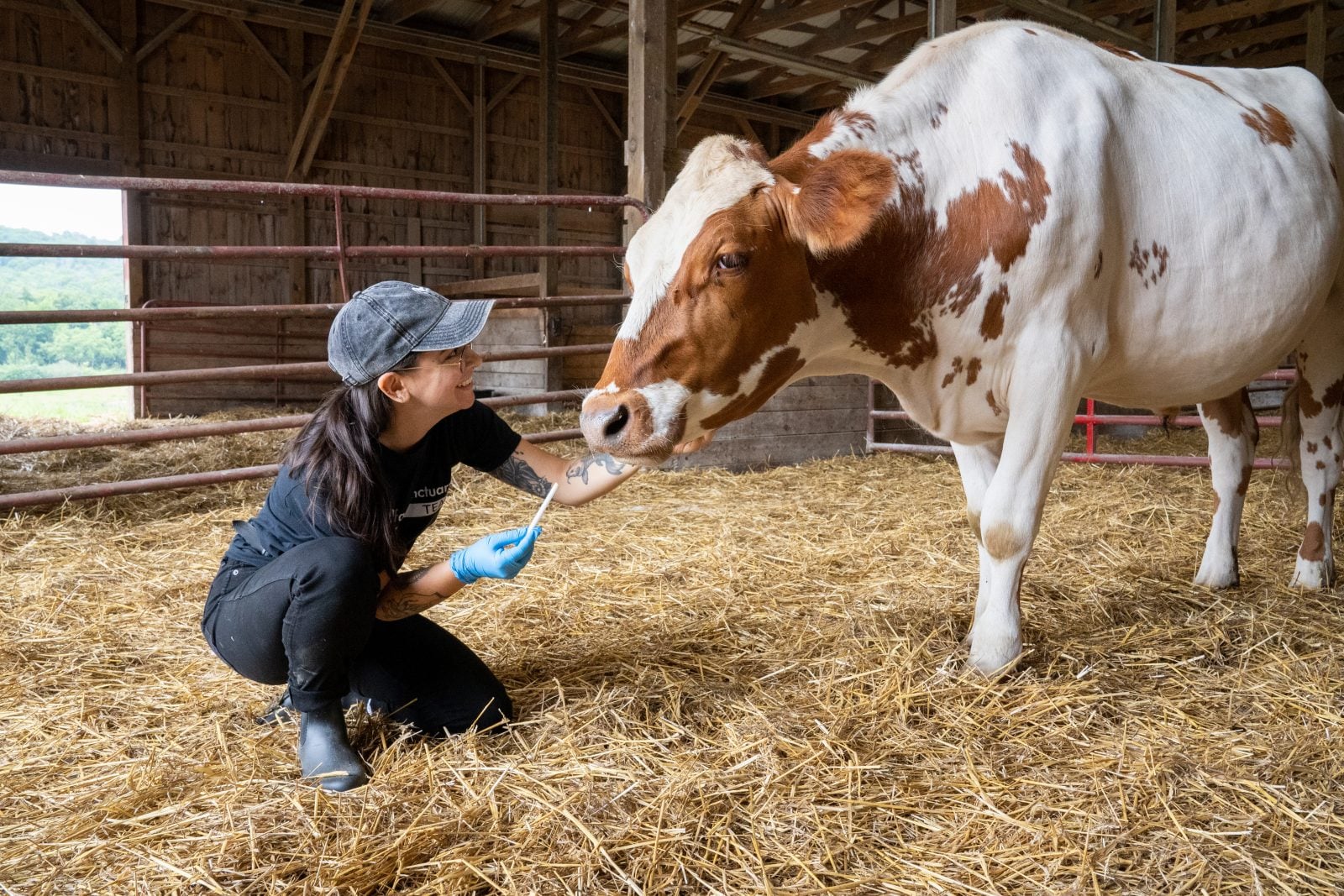 Farm Sanctuary researcher Sasha Prasad-Shreckengast kneels in barn, holding sample swab, in front of rescue steer Hayes