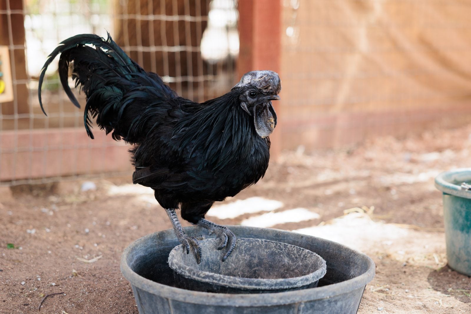 Lazarus, a rescued Ayam Cemani rooster, stands on a feed bowl at Farm Sanctuary