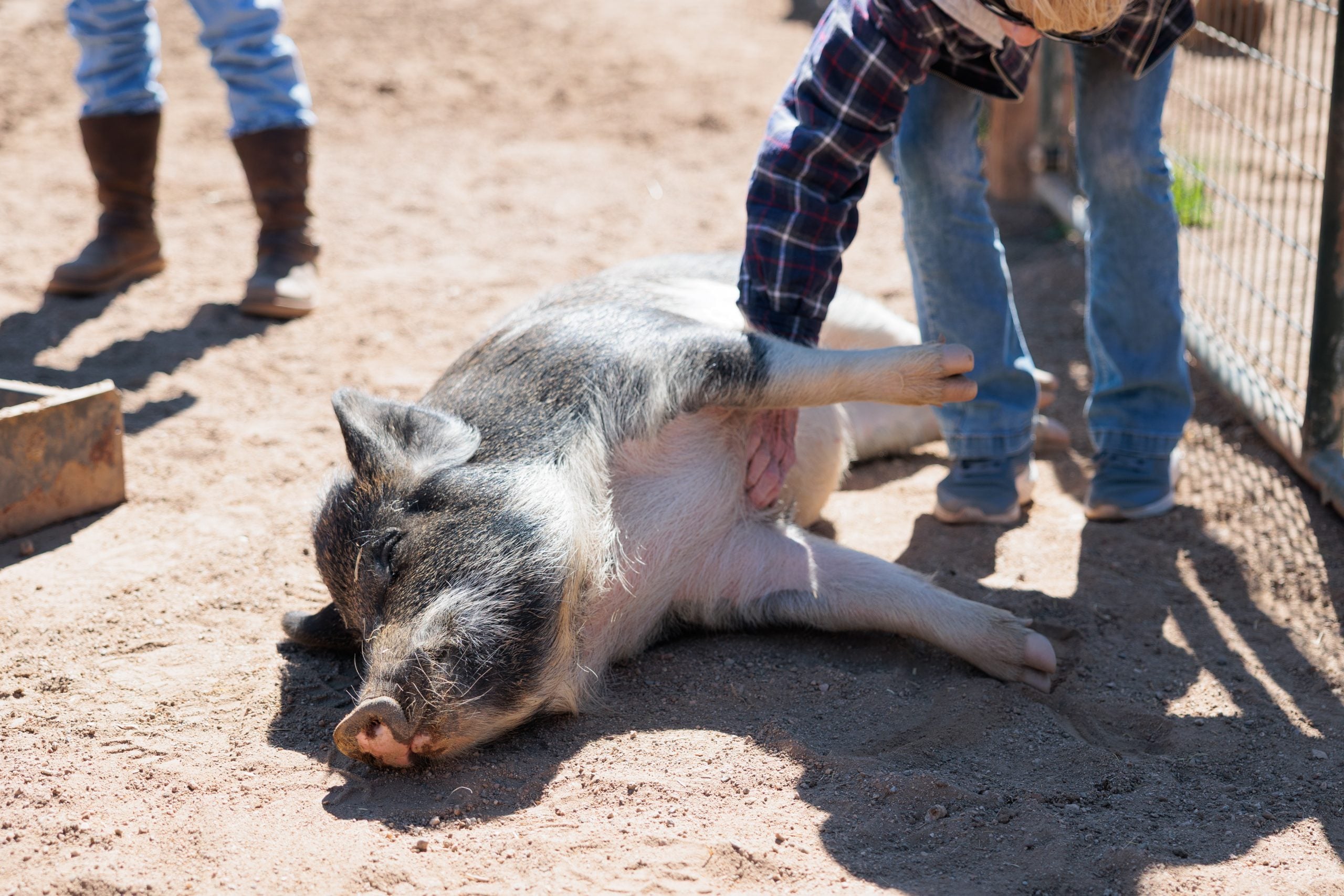 Rescued pig Jodean happily lies on her side on as a visitor gives her belly rubs at Farm Sanctuary