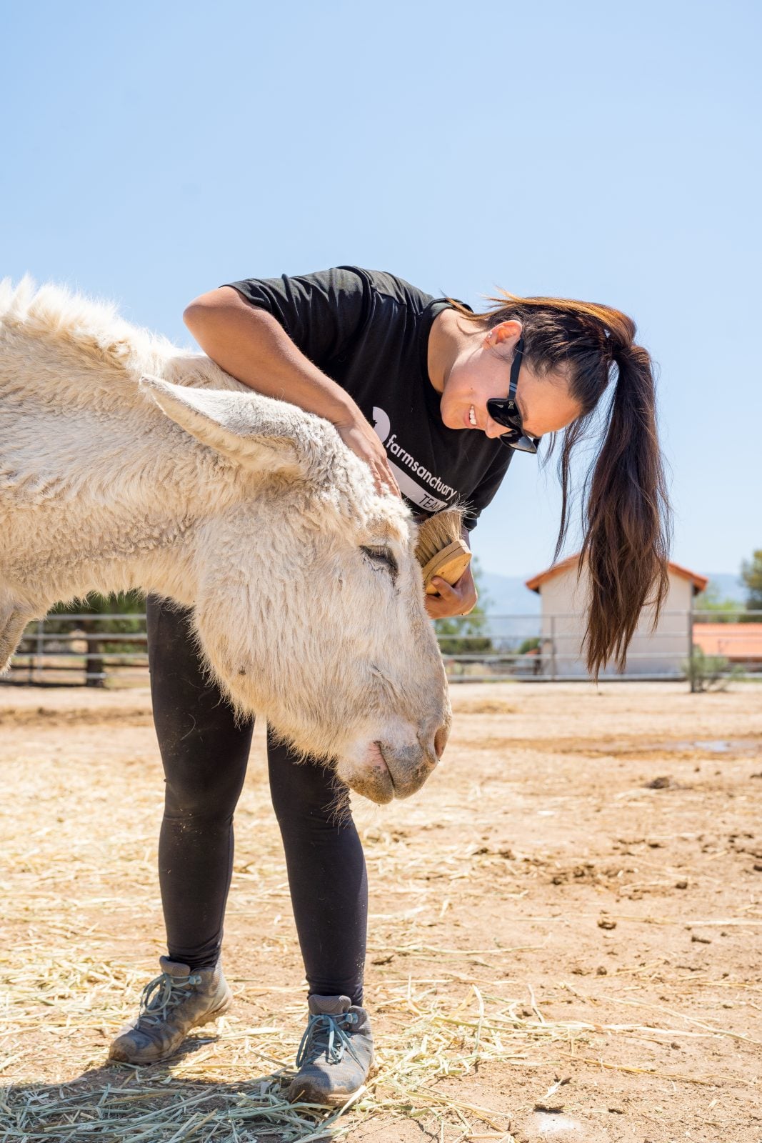 Honky Tonk relaxes as caretaker Courtney gently brushes his mane.