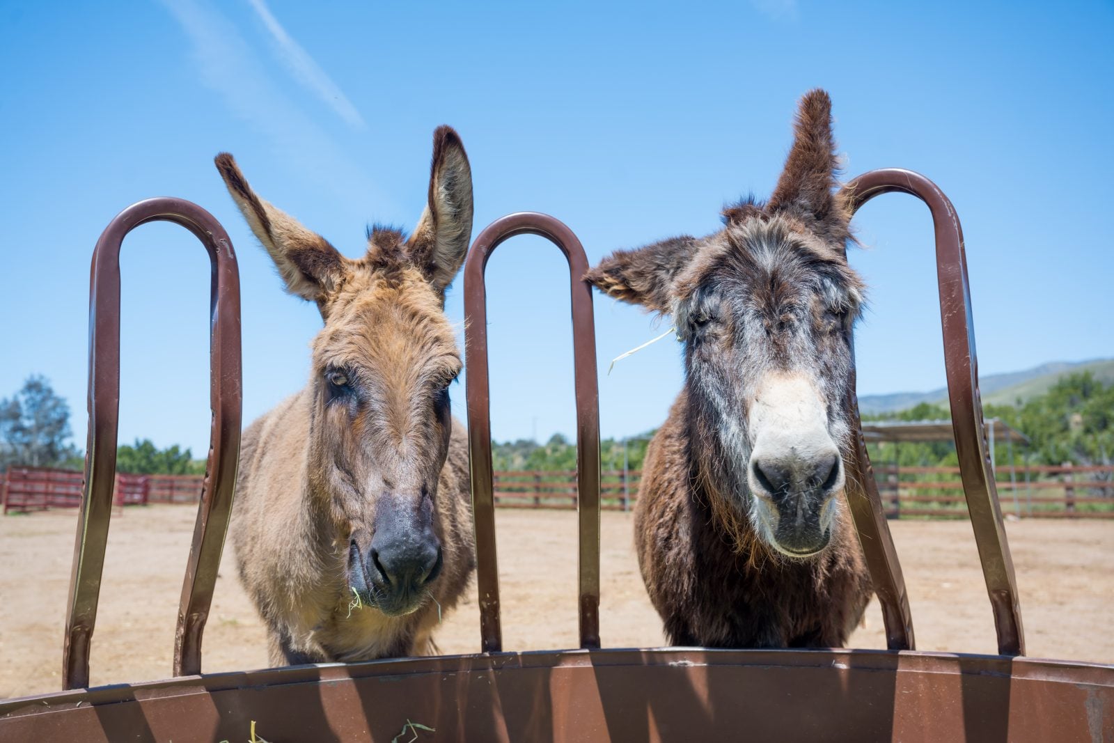 Two donkeys Dorado and Harley stand at trough together at Farm Sanctuary