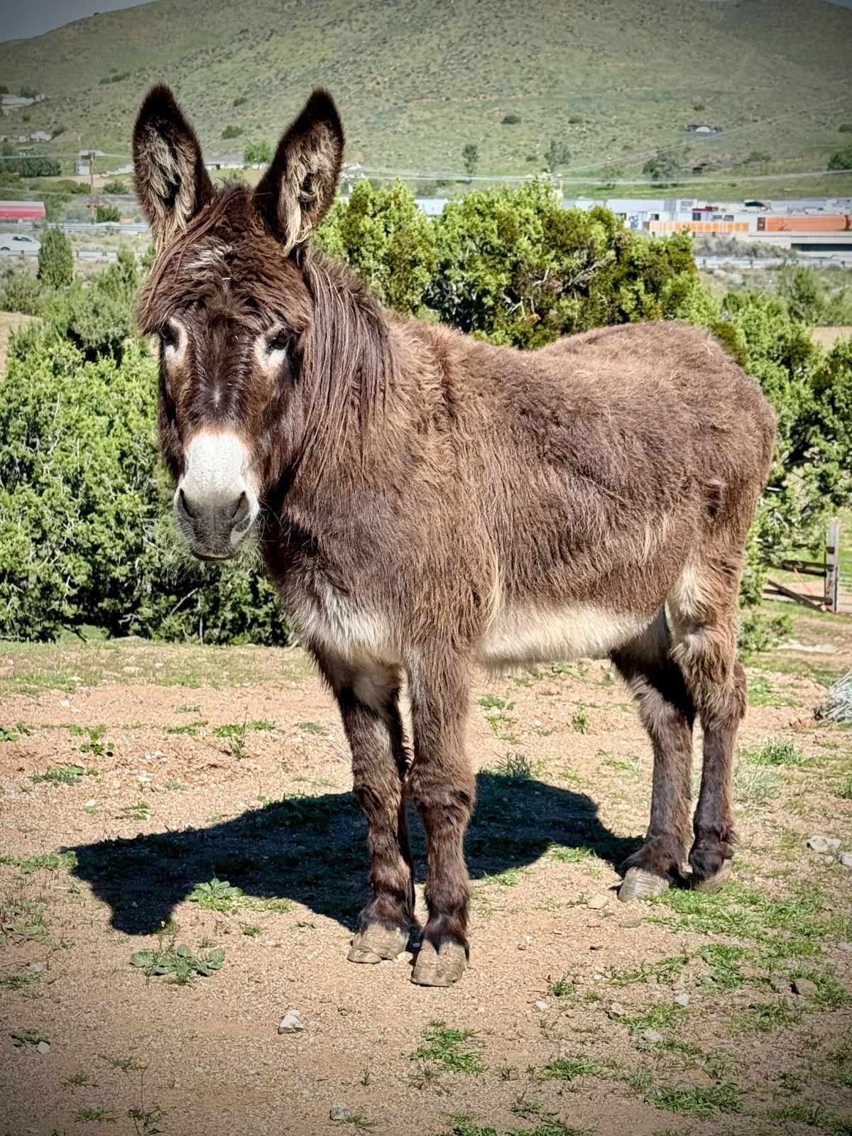 Rescue donkey Dixie stands in pasture with bushes, buildings, and mountain in background