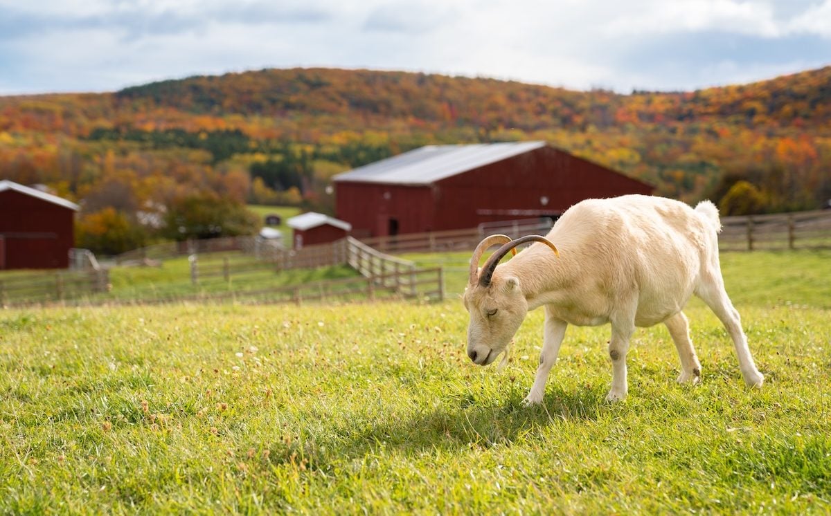 Rescue goat Tatiana grazes in pasture with fence, red barns, and moutains with fall foliage in the background