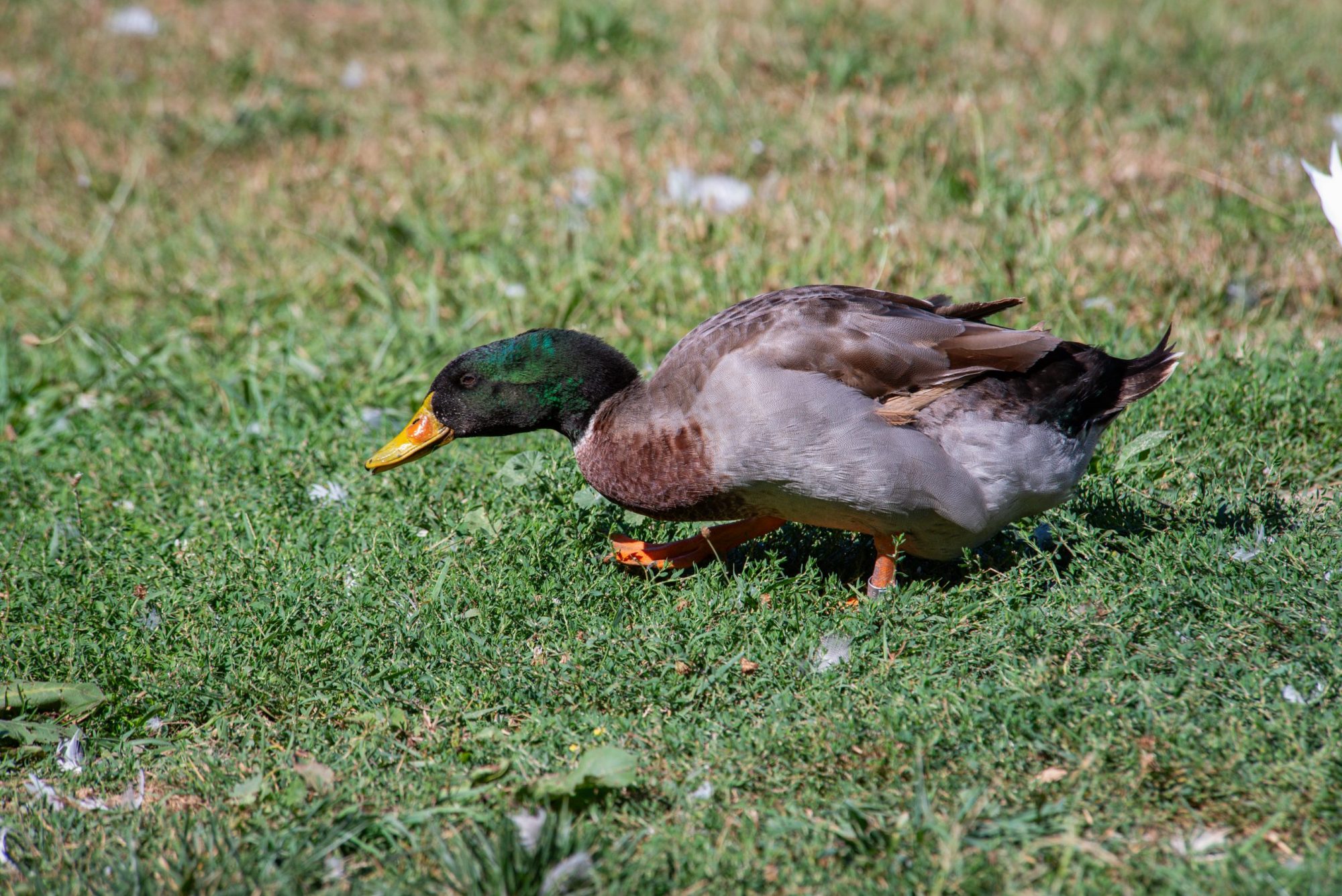 Milo duck