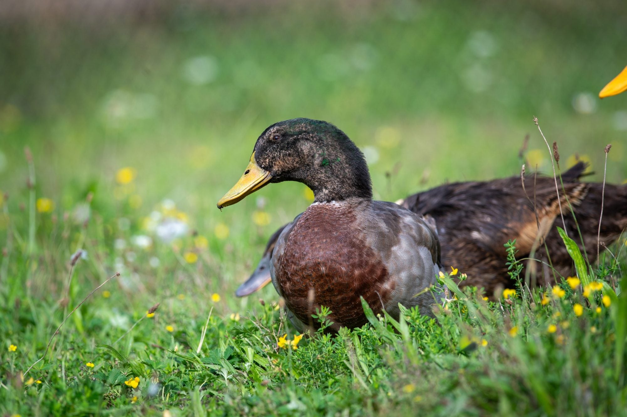 Milo duck