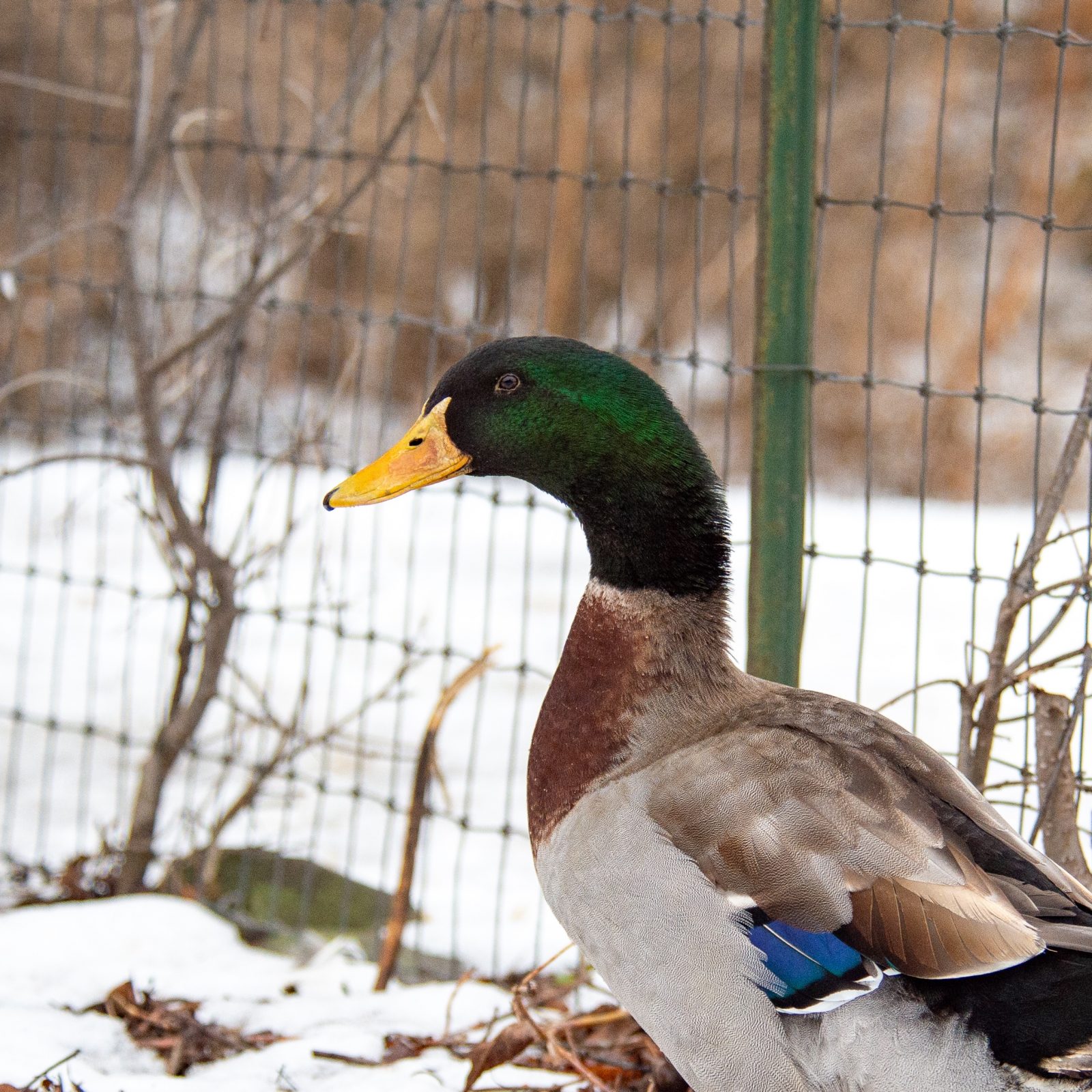 Milo duck
