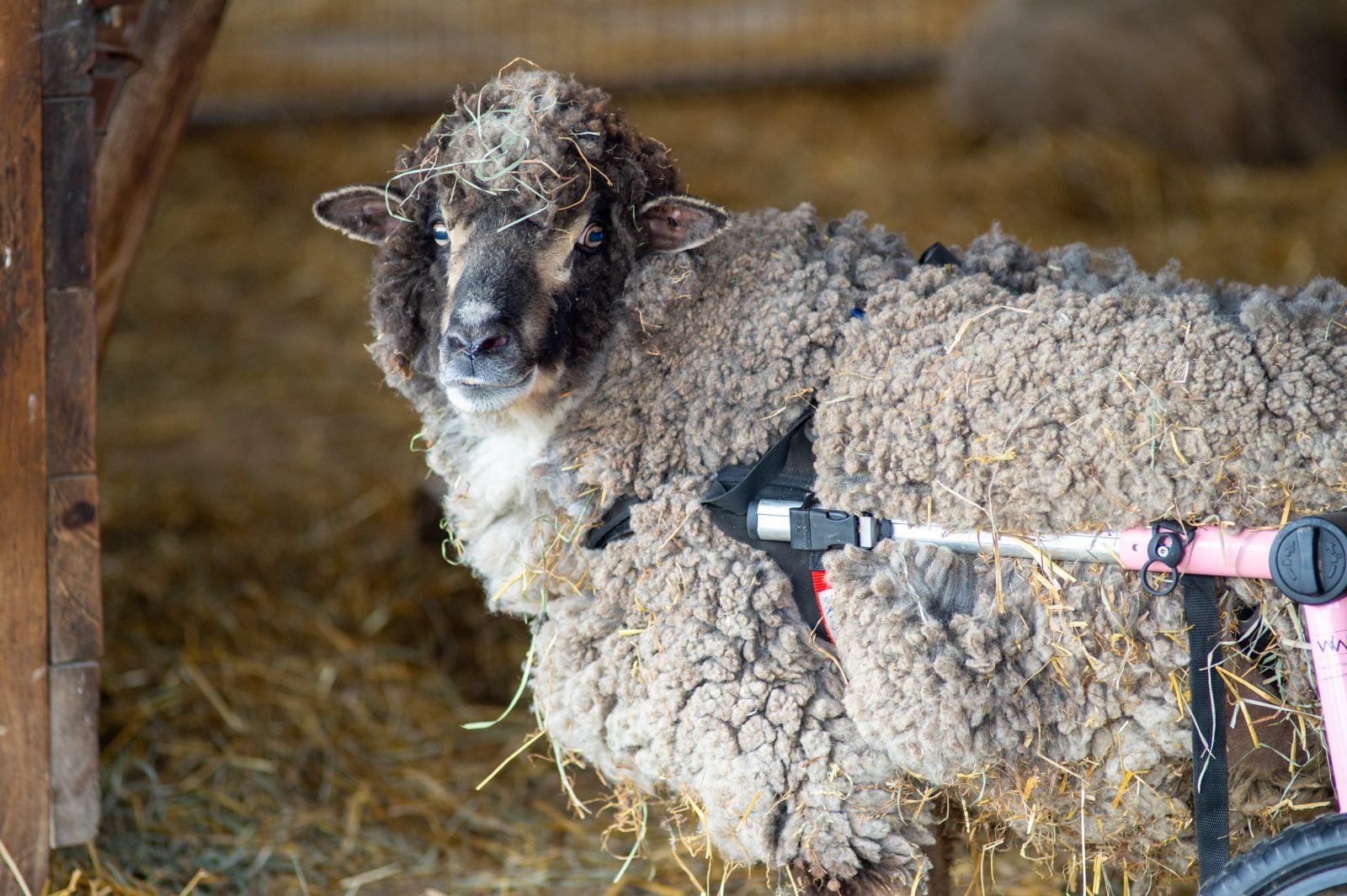 Rescue sheep Holly stands in a barn with hay, in her wheel cart that helps her get around