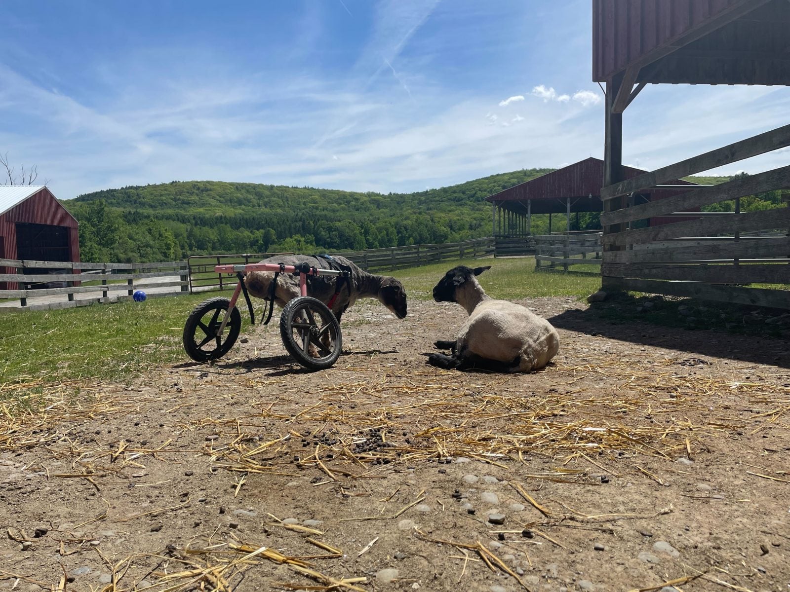 Holly, a sheep missing a rear leg stands in her wheel cart for mobility, next to Hillary, a sheep lying down next to a barn at Farm Sanctuary
