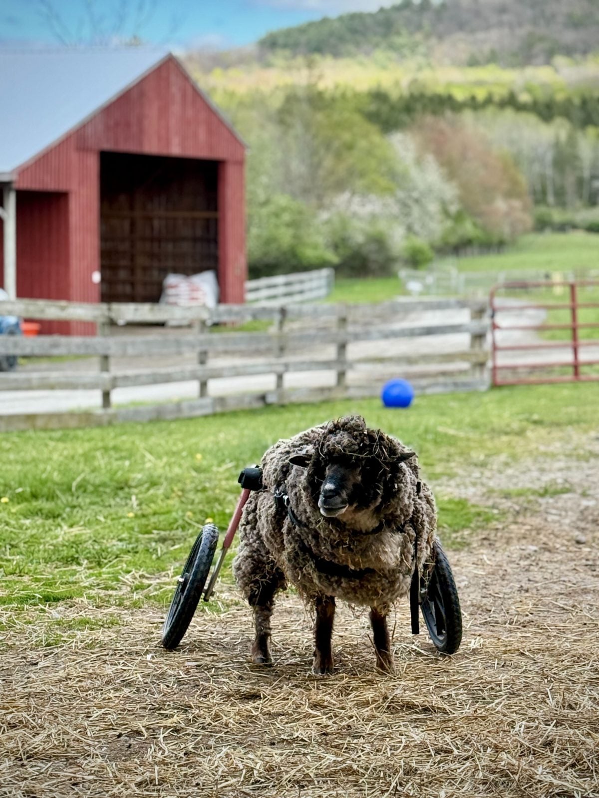 Rescue sheep Holly stands in her mobility wheel cart in front of fence, red barn, pasture, and mountains