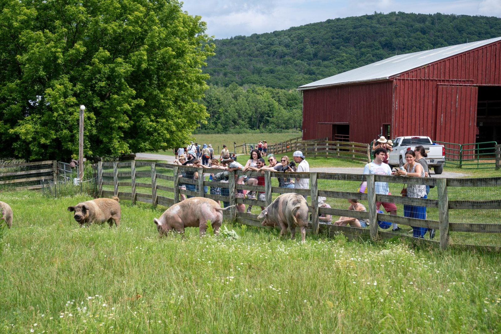 Guests at fence watch pigs in pasture eating watermelon at Farm Sanctuary's summer Pignic event