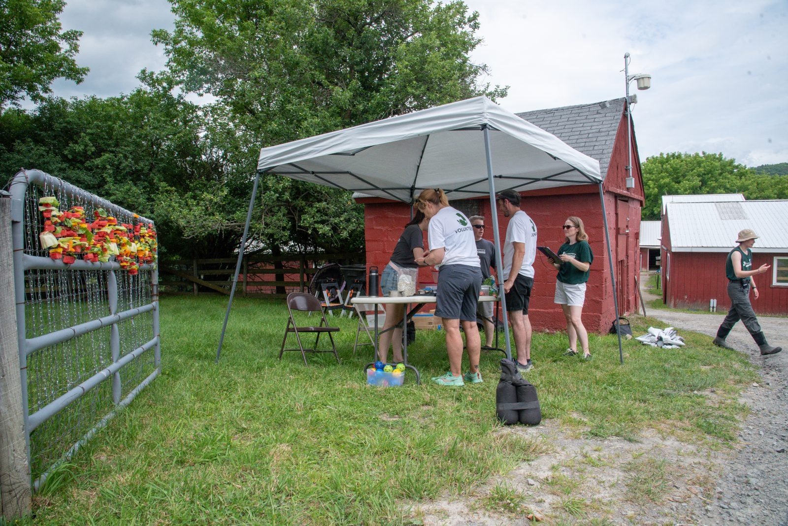 Guests make hanging fruit kebabs as snacks and enrichment for rescued farm animals at Farm Sanctuary