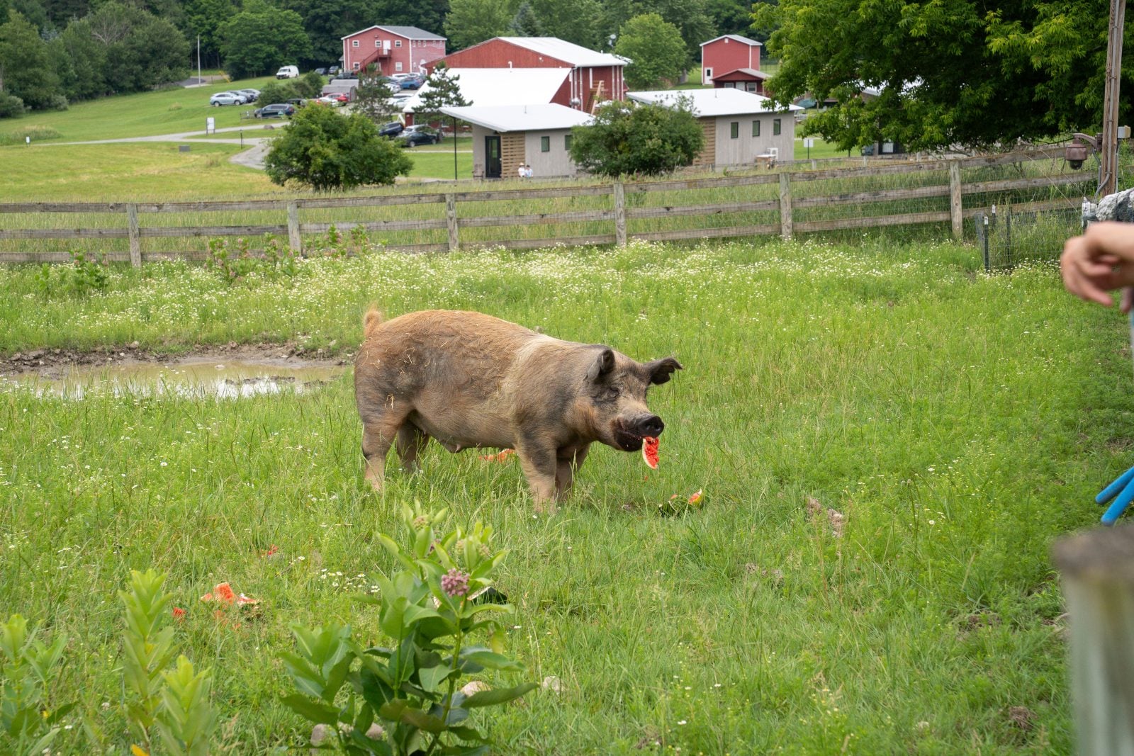 Pig eats watermelon at Farm Sanctuary's summer Pignic event
