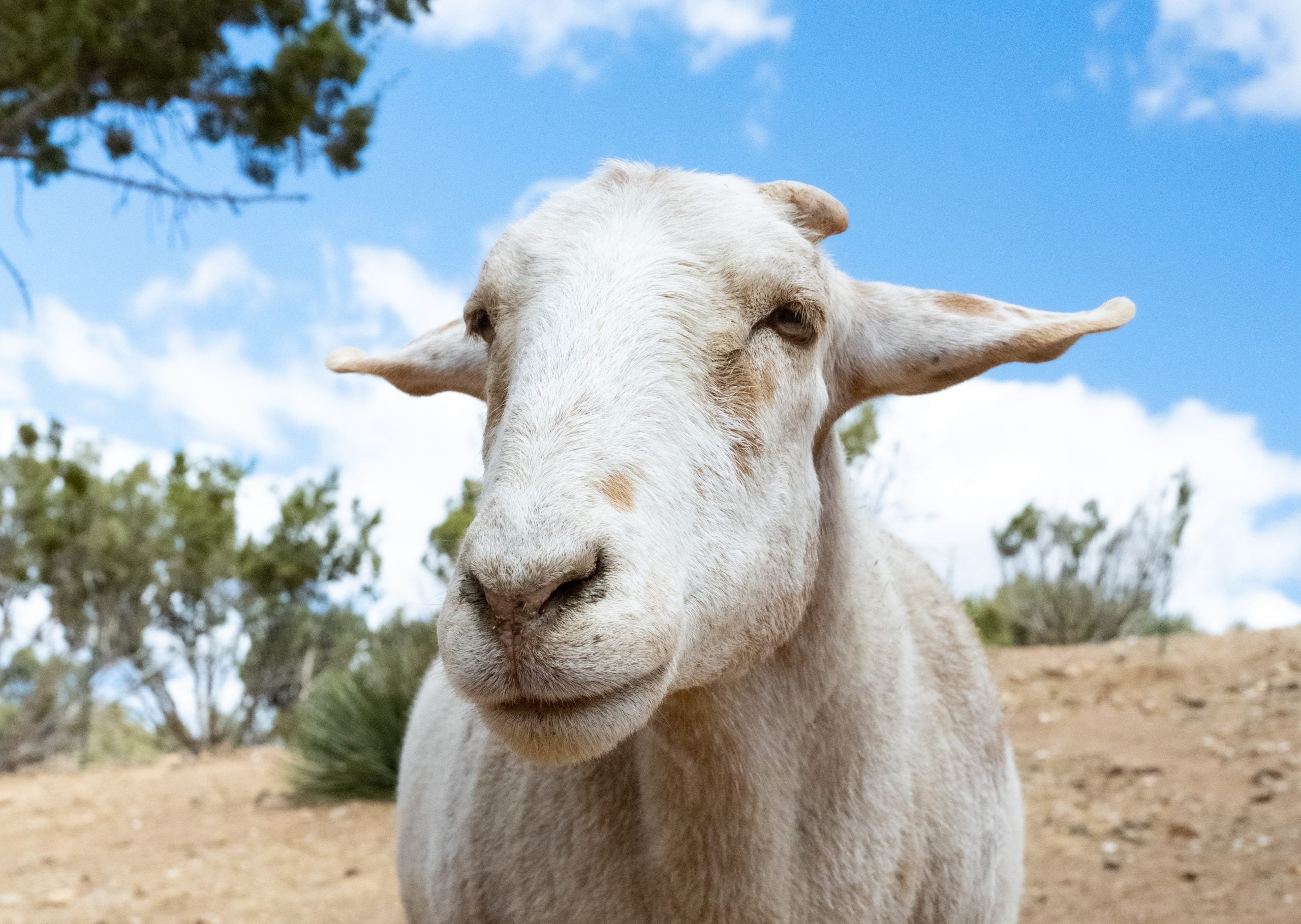 Ellis Sheep