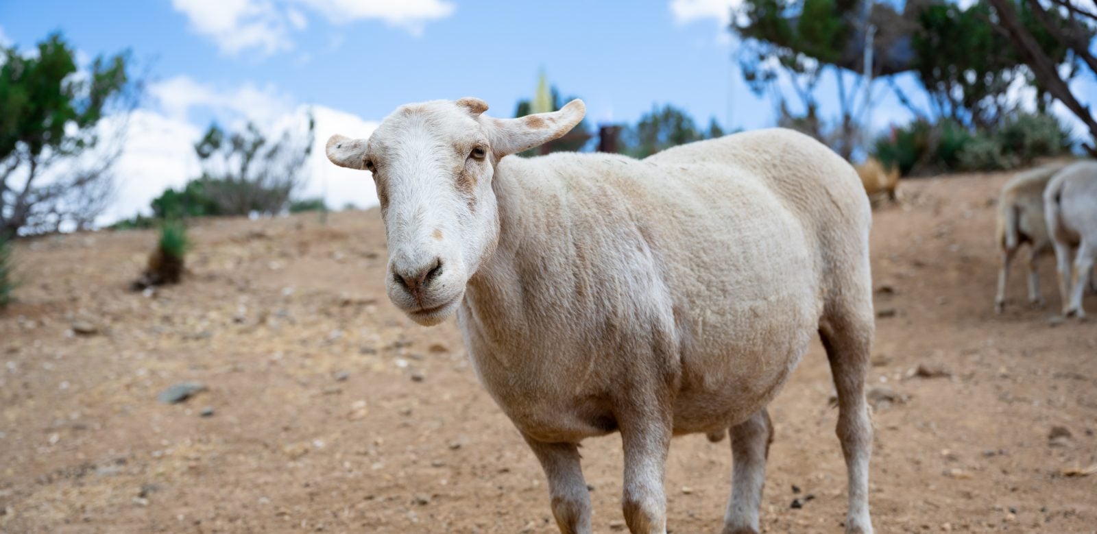 Ellis Sheep