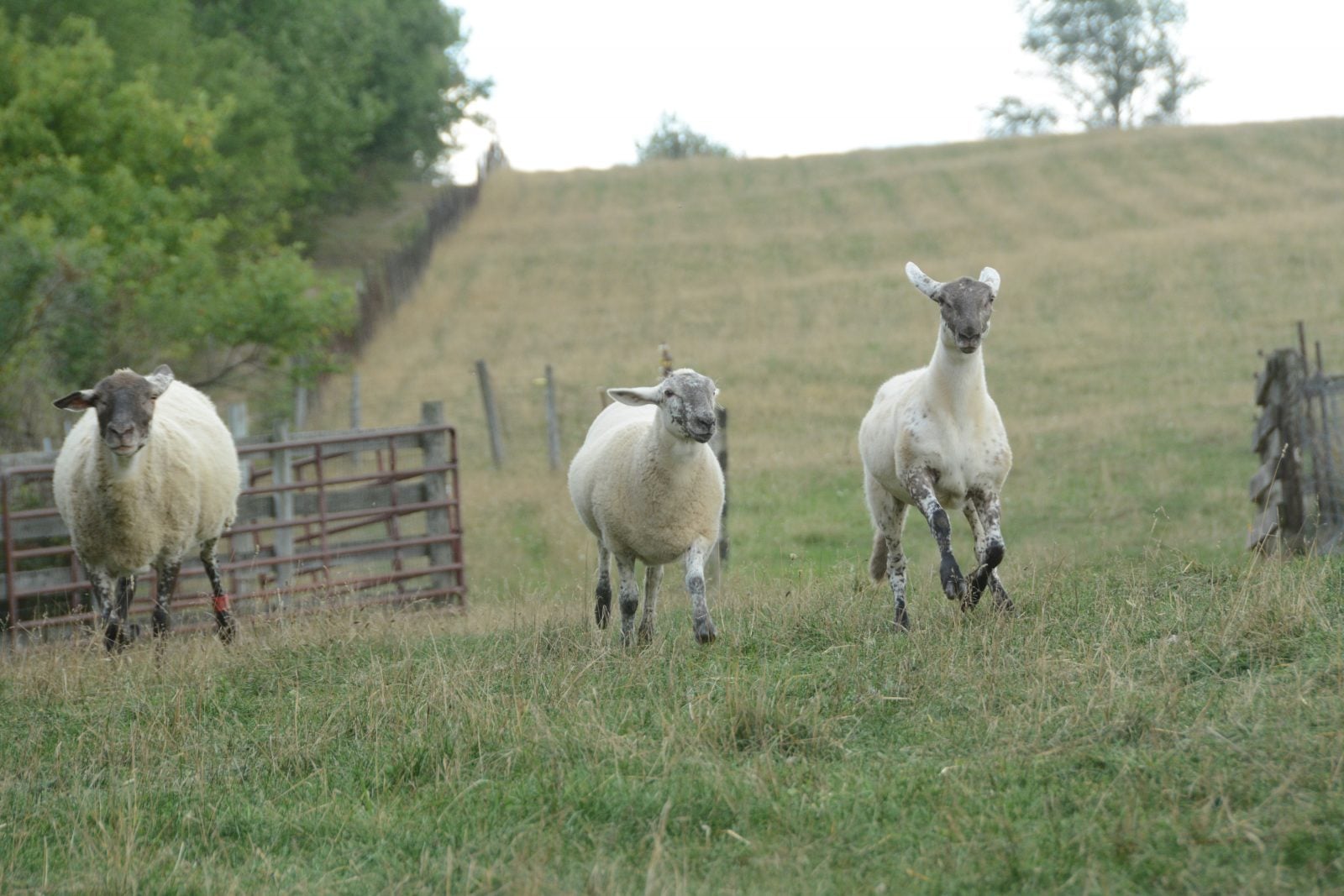 Three sheep frolic in pasture at Farm Sanctuary