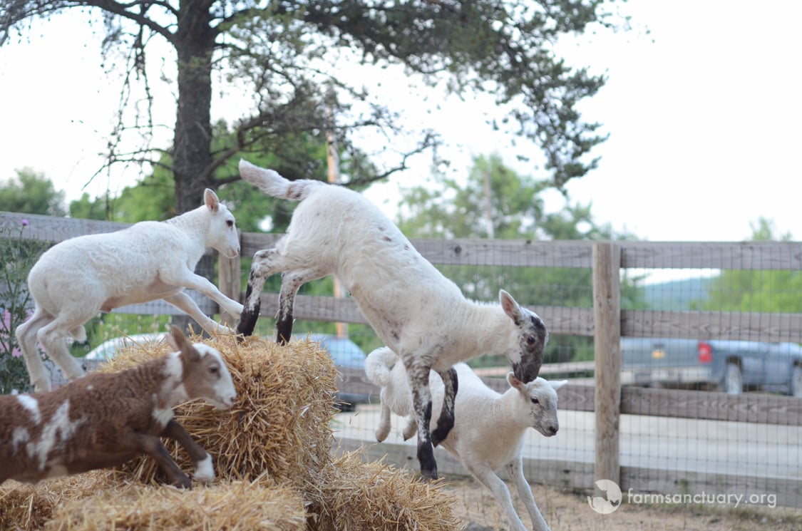 Four lambs hop over hay bales at Farm Sanctuary