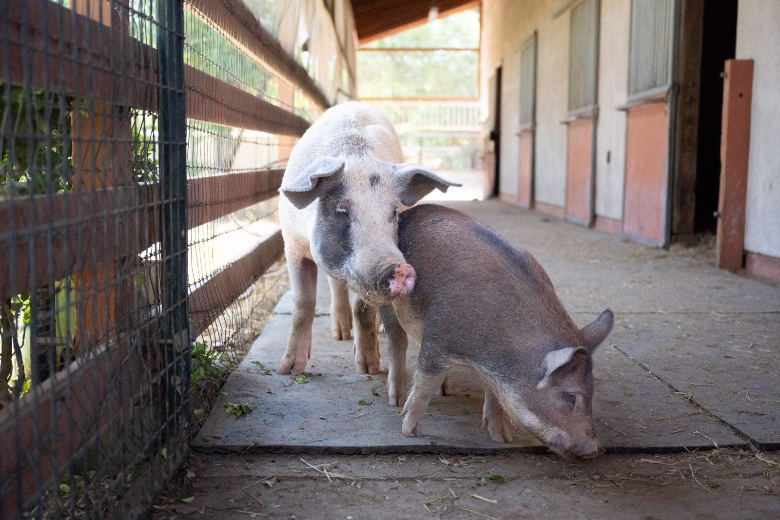 Rescue pig Grace gently rests her head on her piglet, Jodean, at Farm Sanctuary