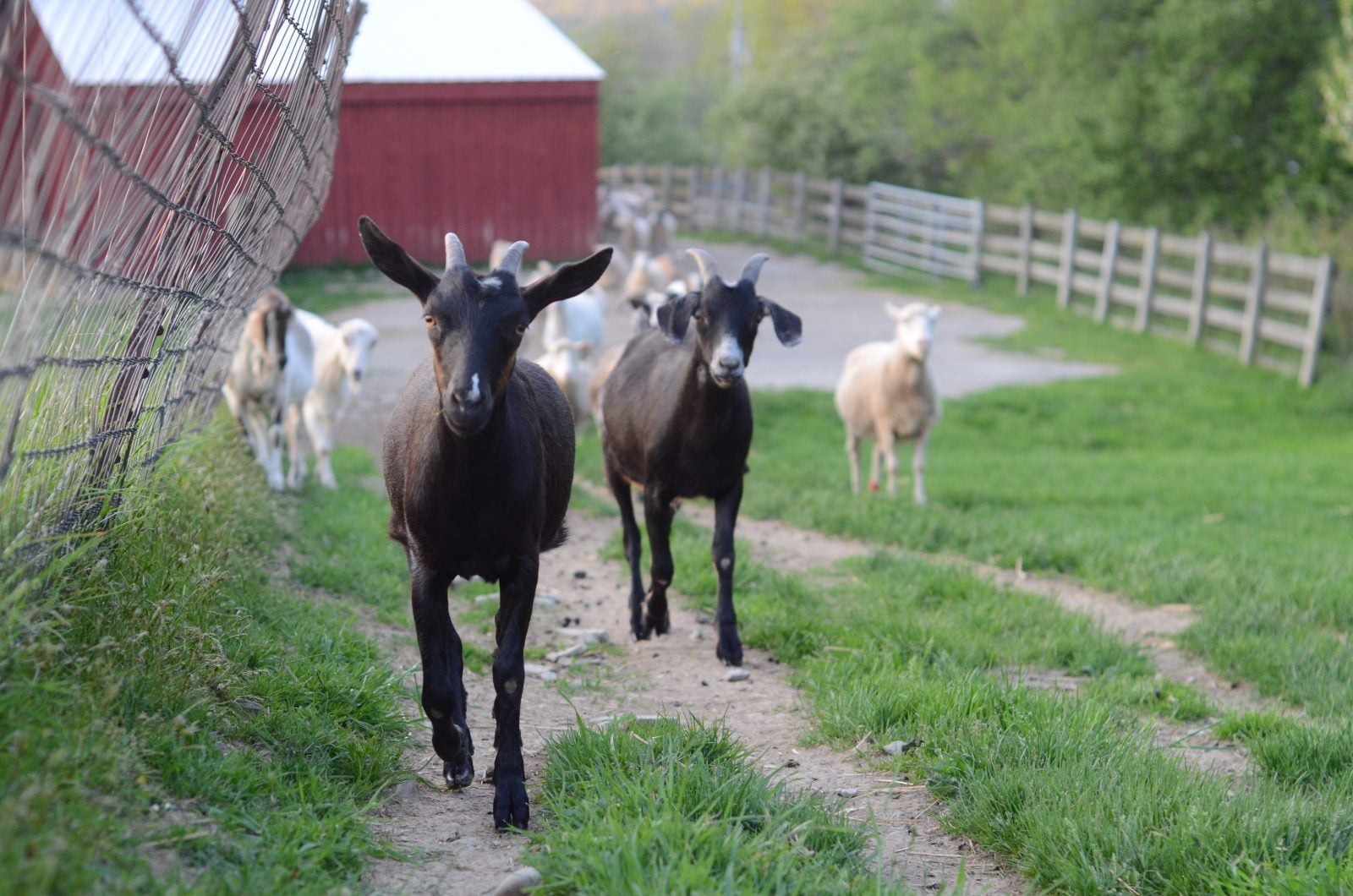 Rescue goat siblings Jennifer and Roger walk next to fence at Farm Sanctuary, with red and white barn in background